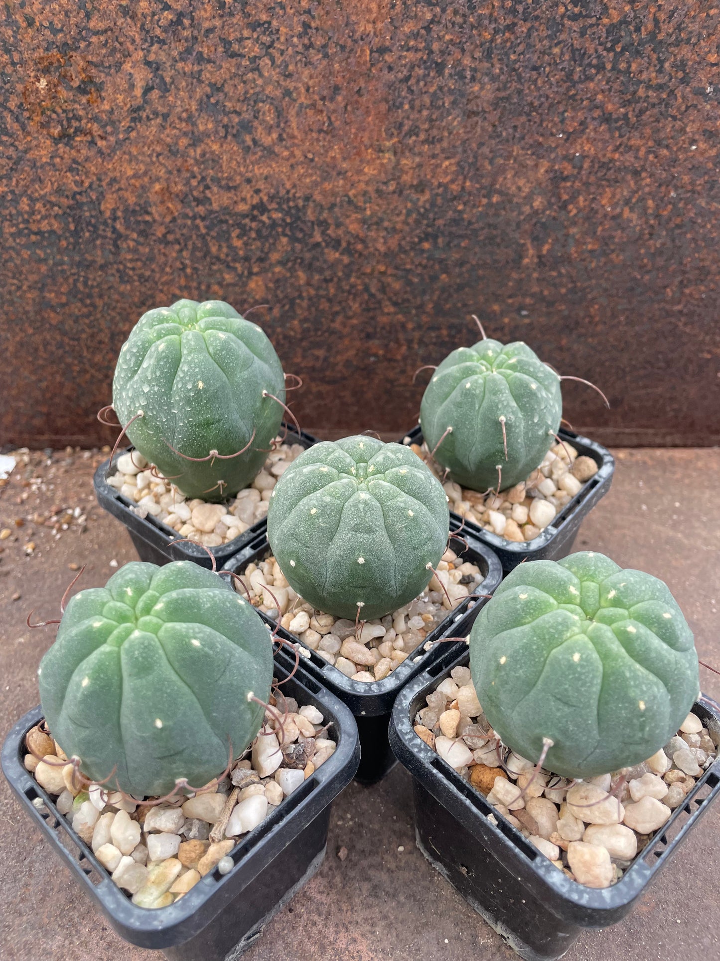 Matucana madisoniorum
