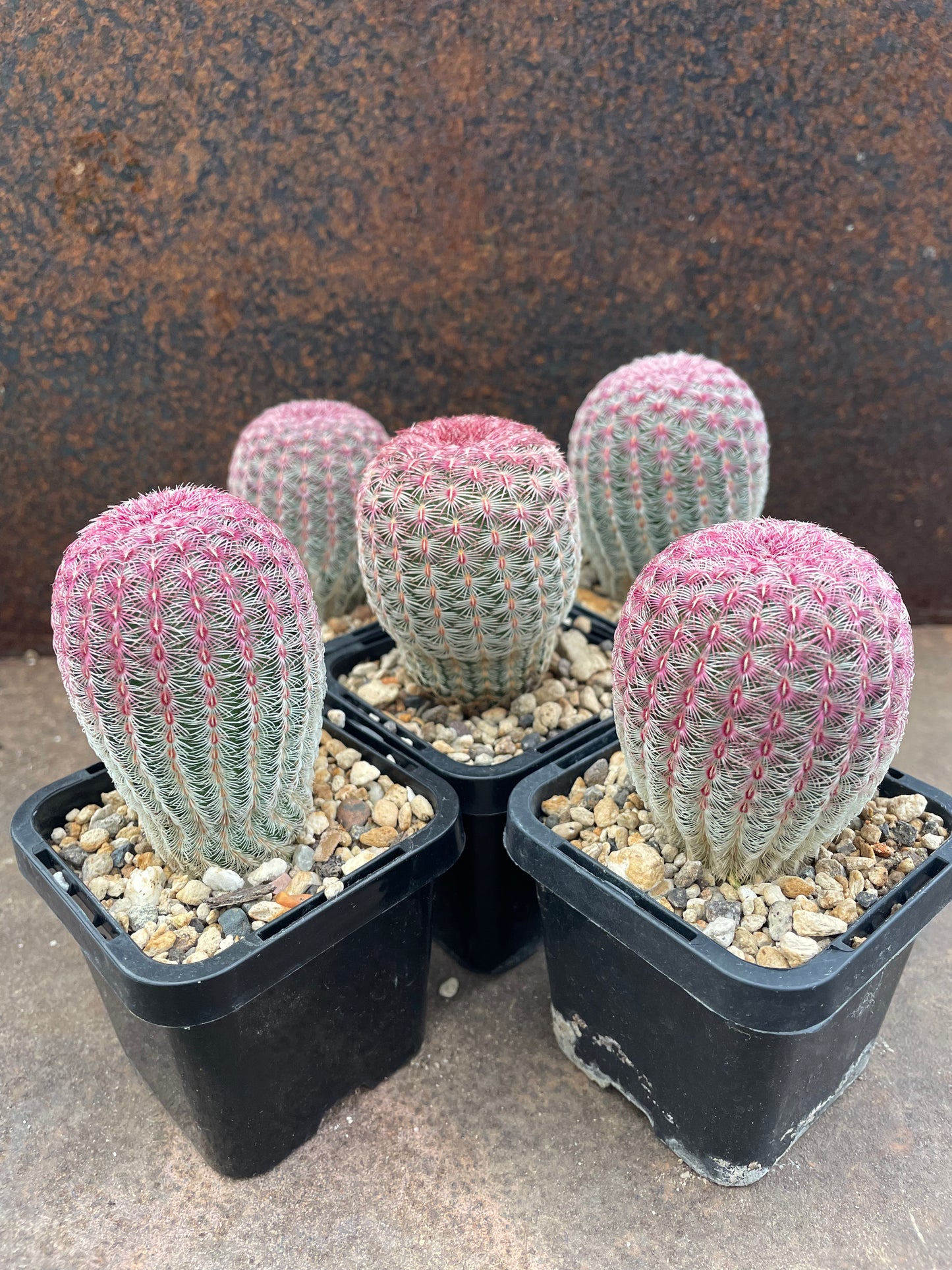 Echinocereus rigidissimus