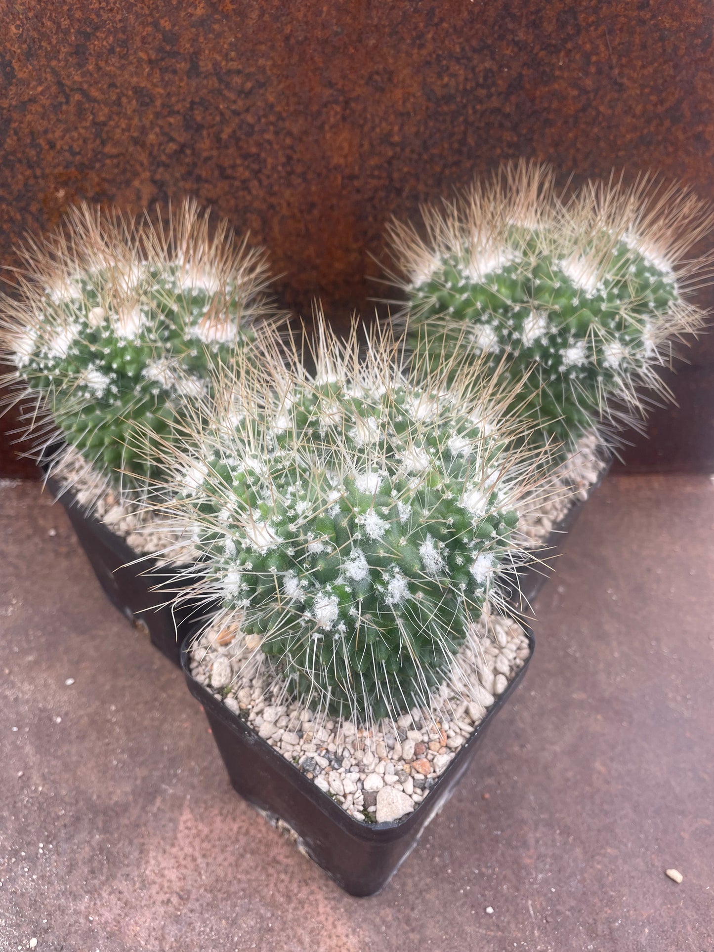Mammillaria spinosissima cv 'spike'