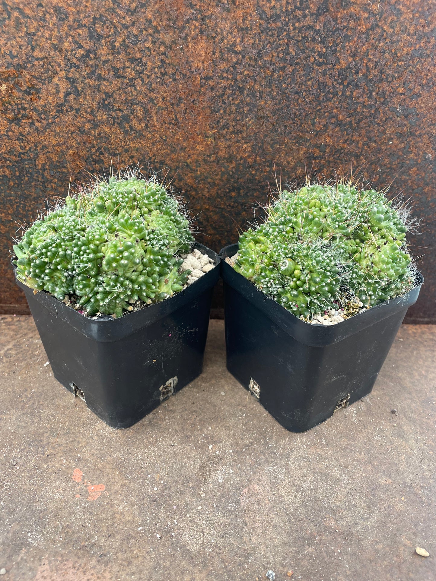 Mammillaria bocasana "The Freak"