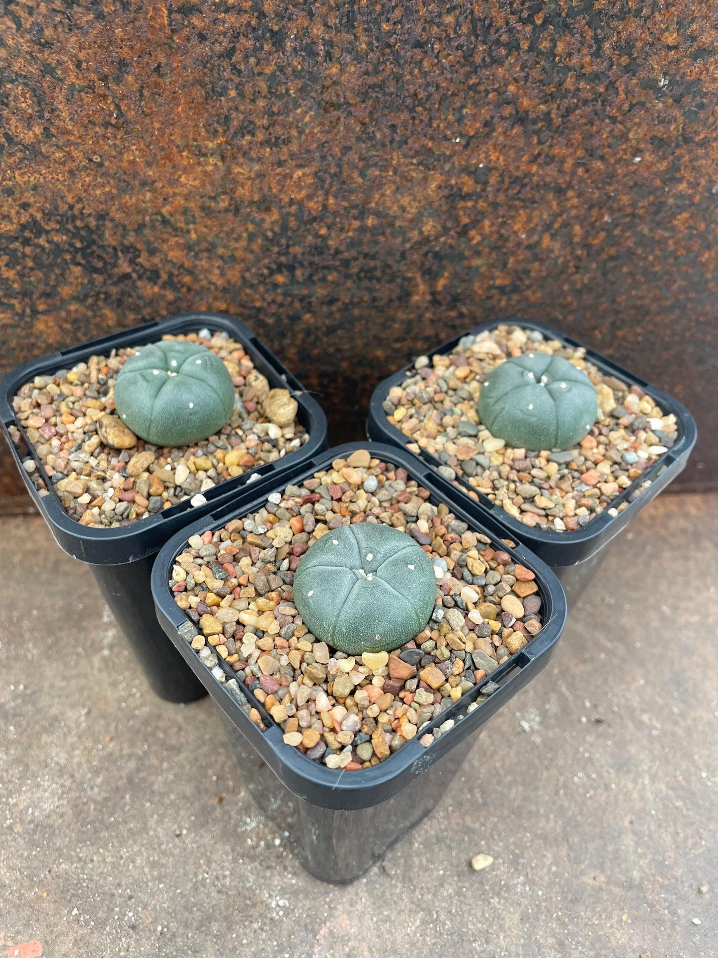 LW Northern Form (seed grown)