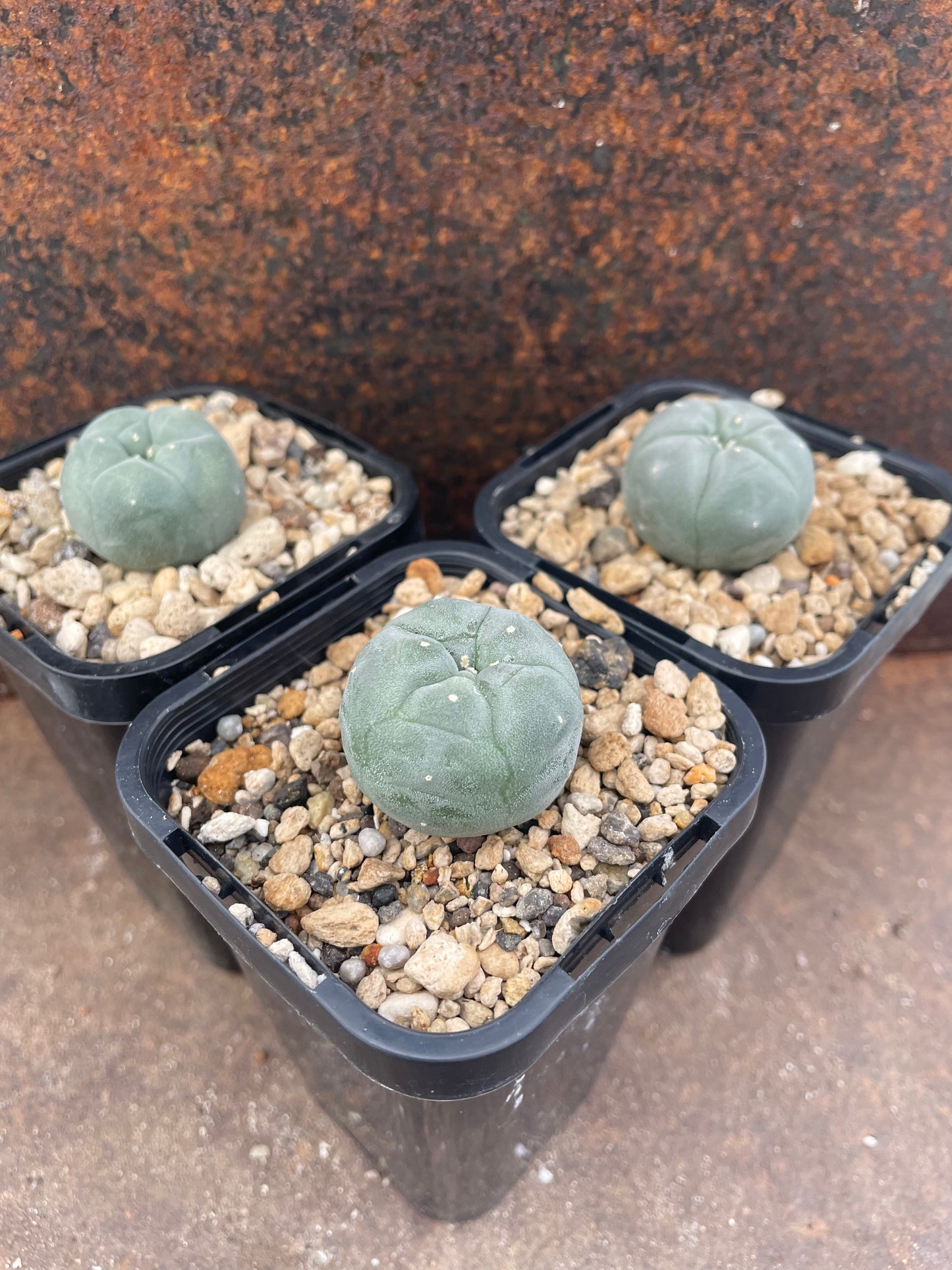 LW south x northern form (seed grown)