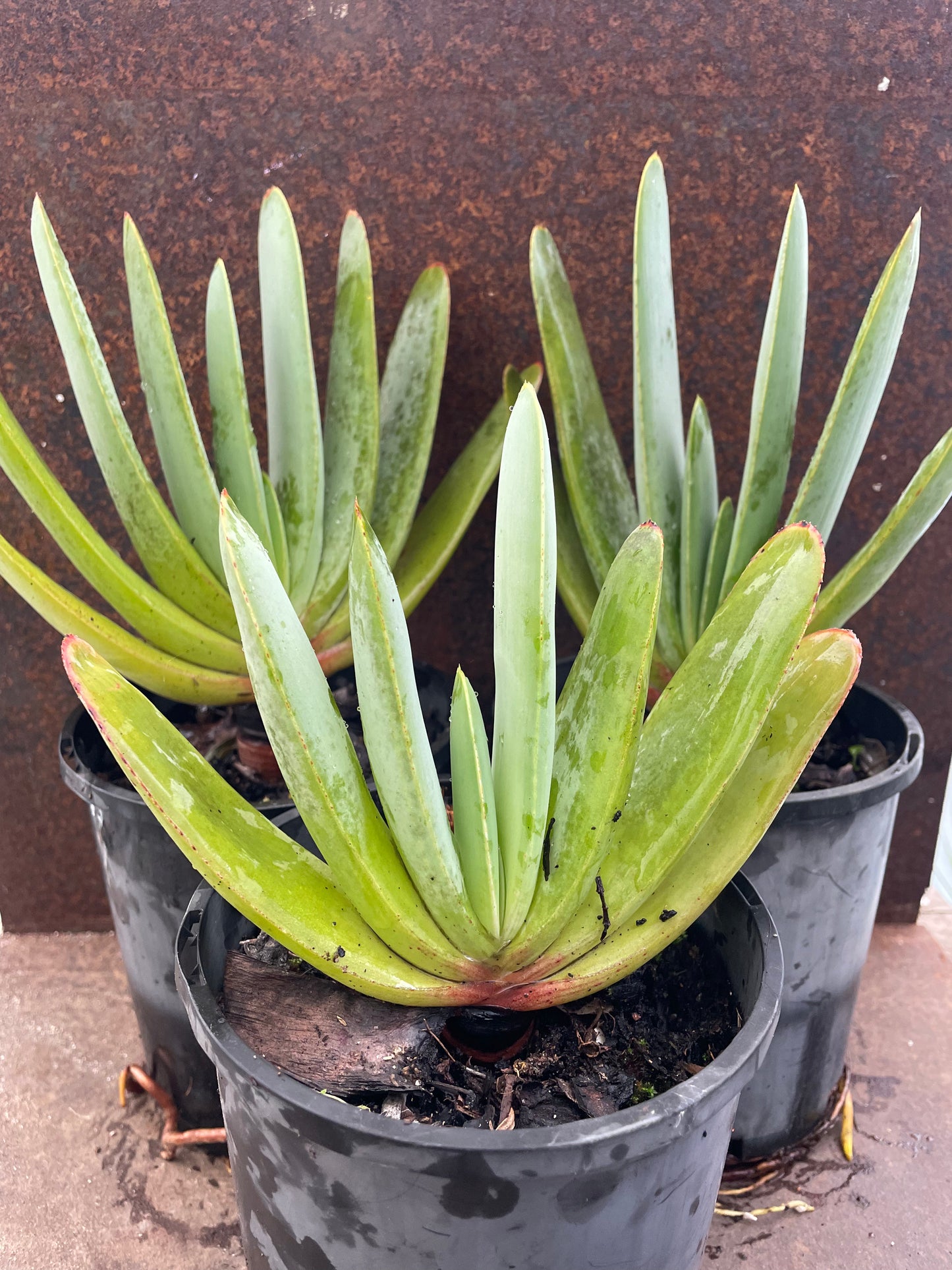Kumara plicatilis ‘Fan Aloe’