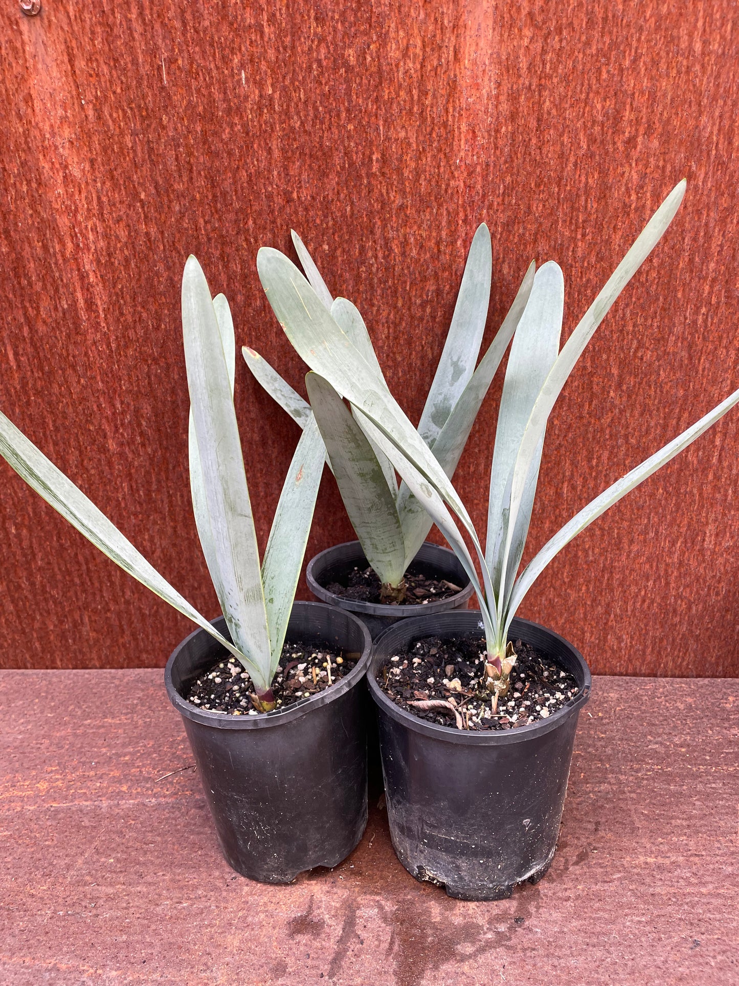 Brunsvigia josephinae