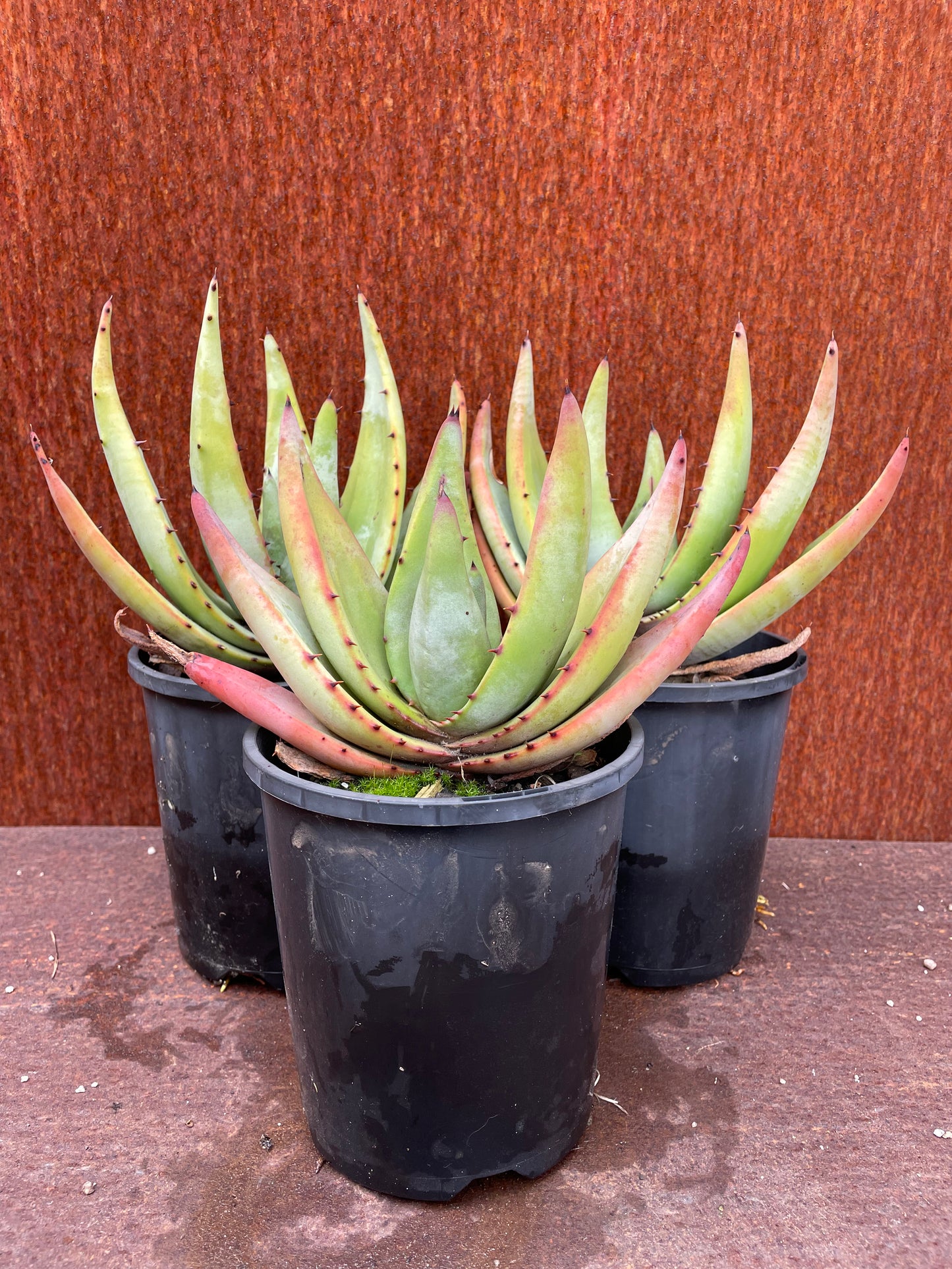 Aloe petricola 'Stone Aloe'