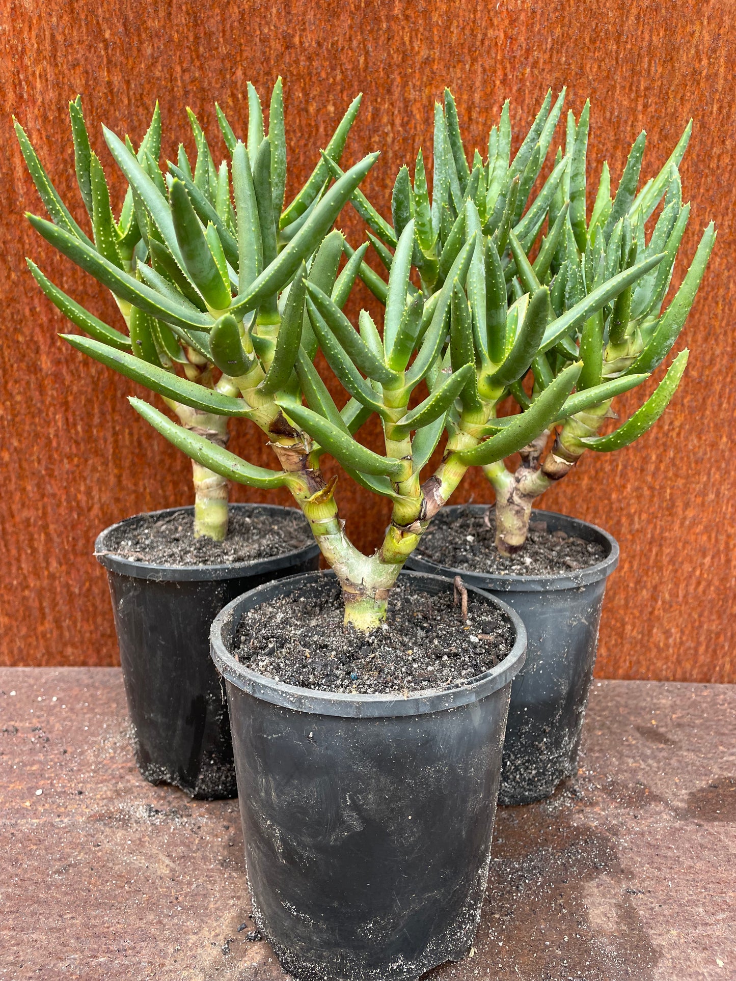 Aloe ramminisoma