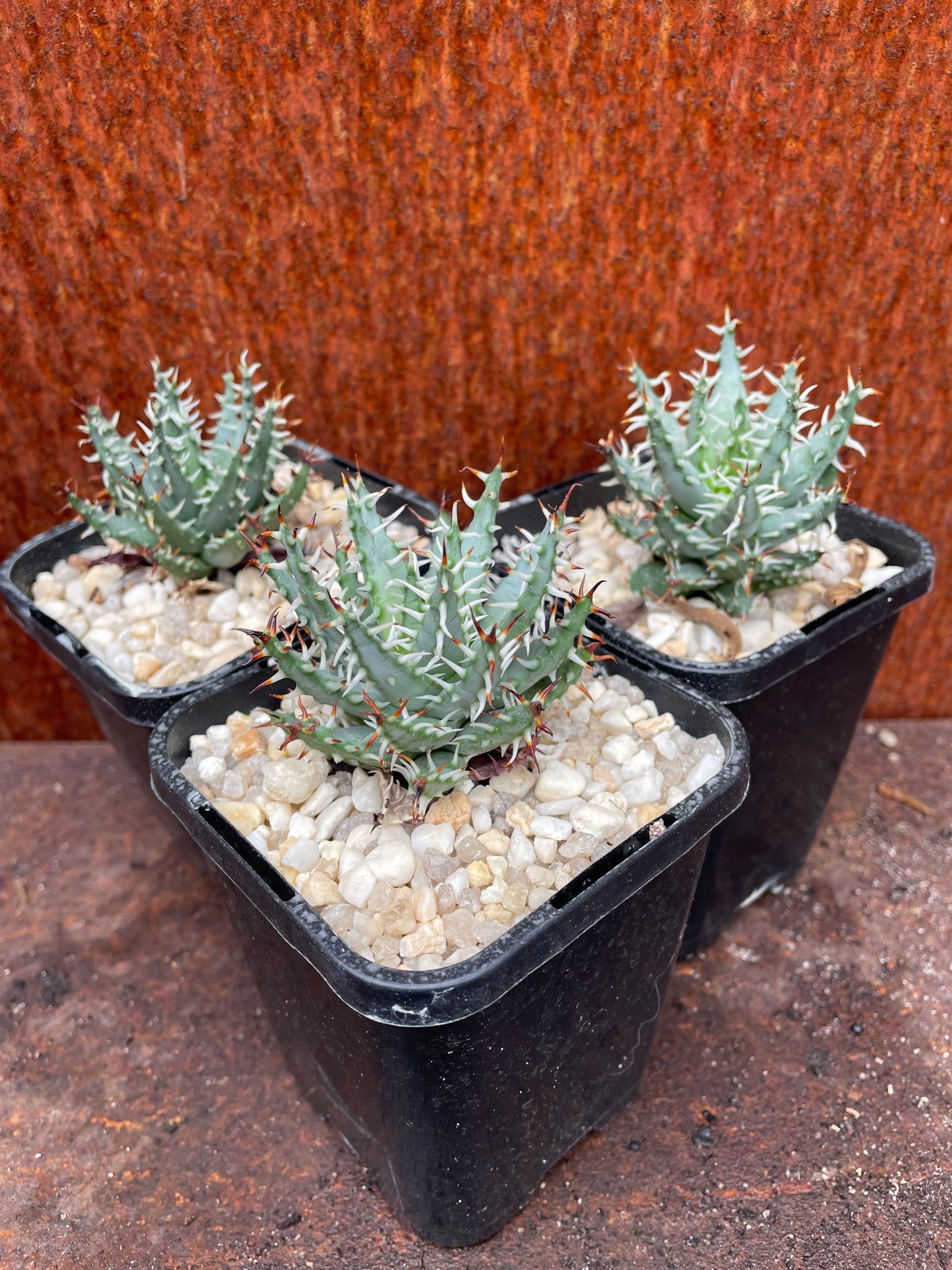 Aloe Erinacea