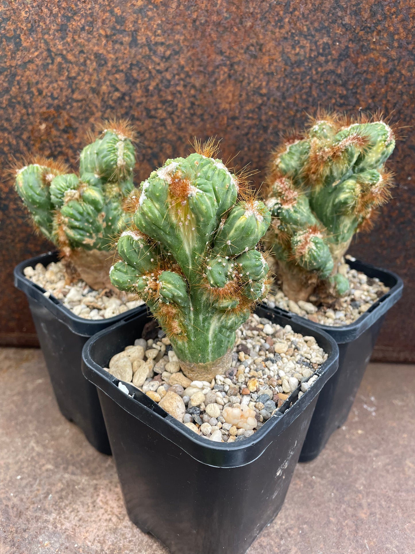 Cereus forbesii monstrose variegata