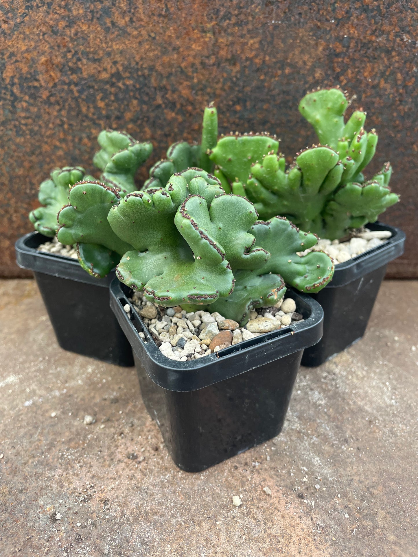 Eu. alluaudii f. cristata