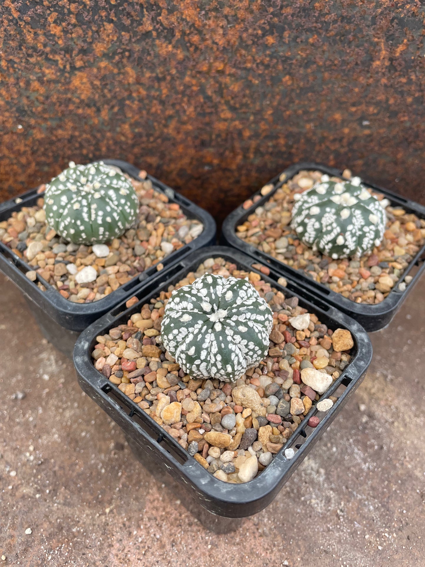 Astrophytum asterias 'super kabuto'