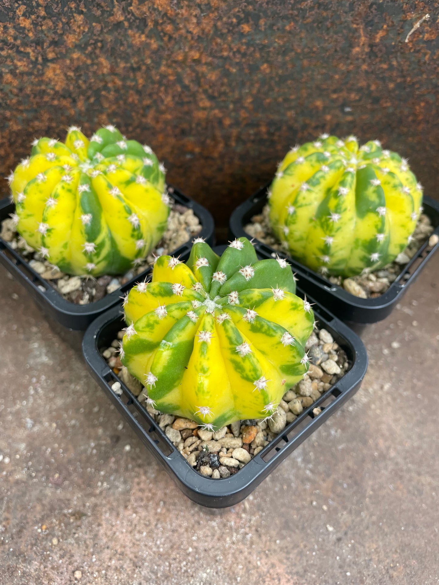 Echinopsis cv Sunrise variegated