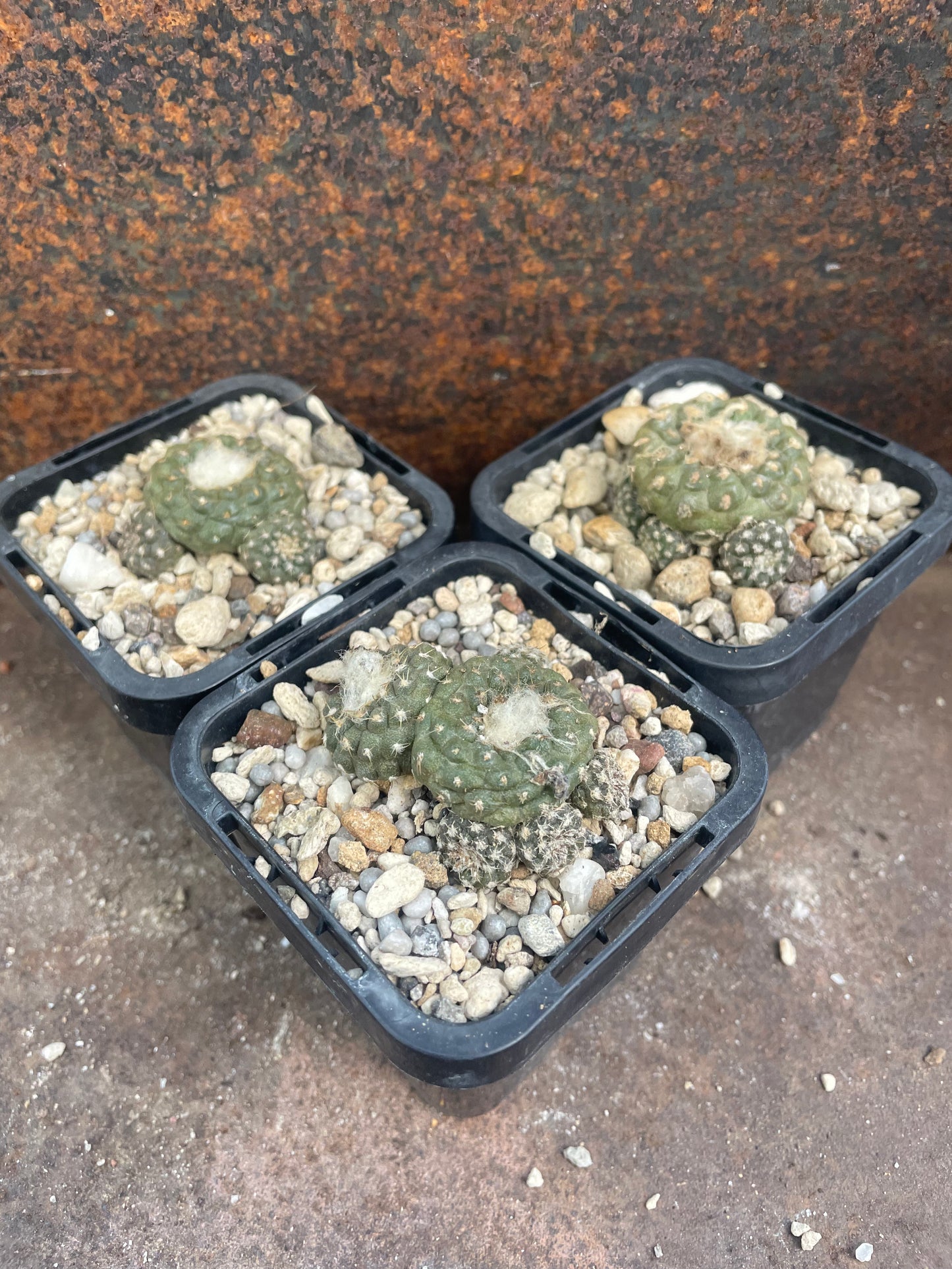 Copiapoa laui