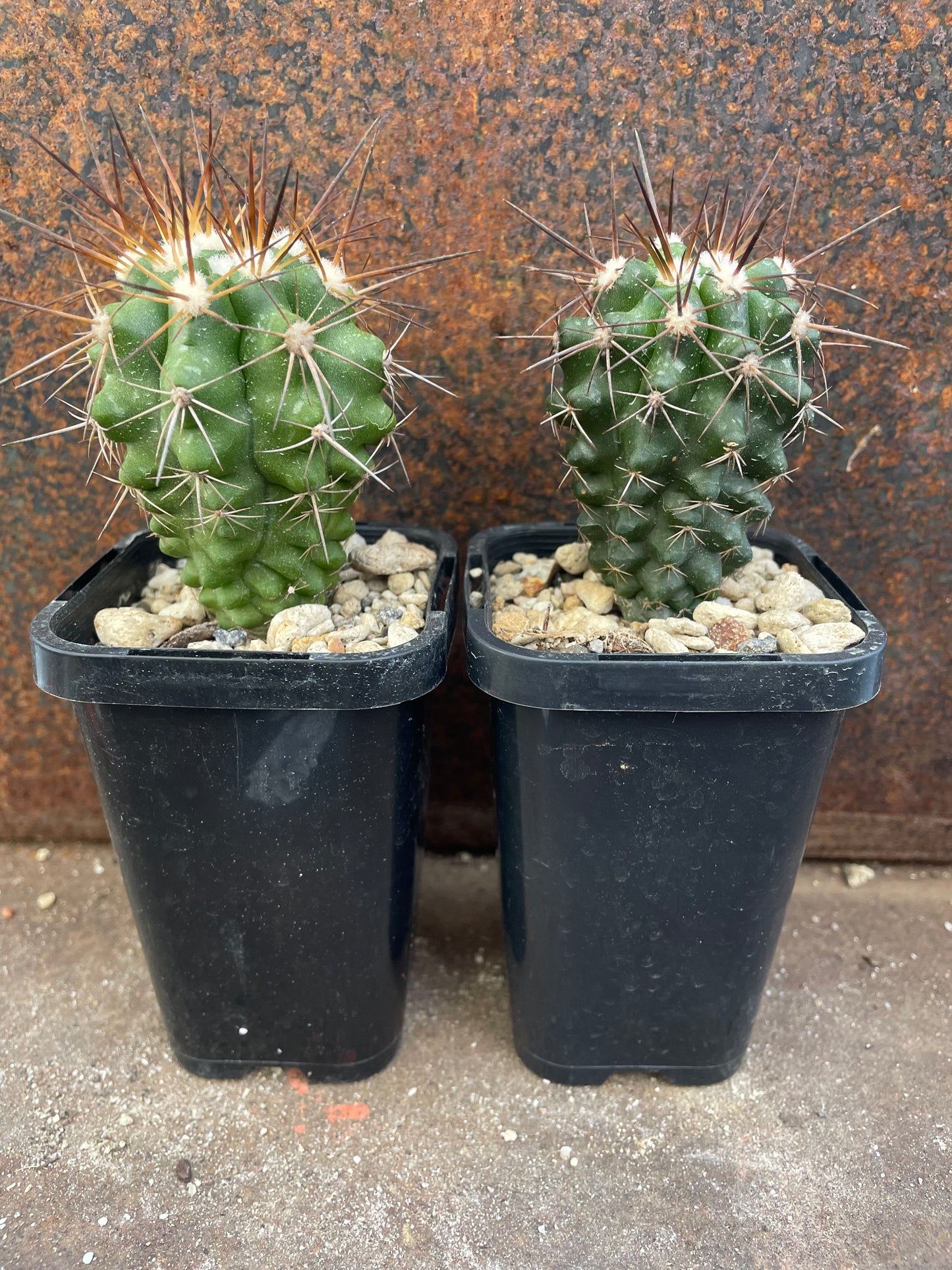 Copiapoa marginata