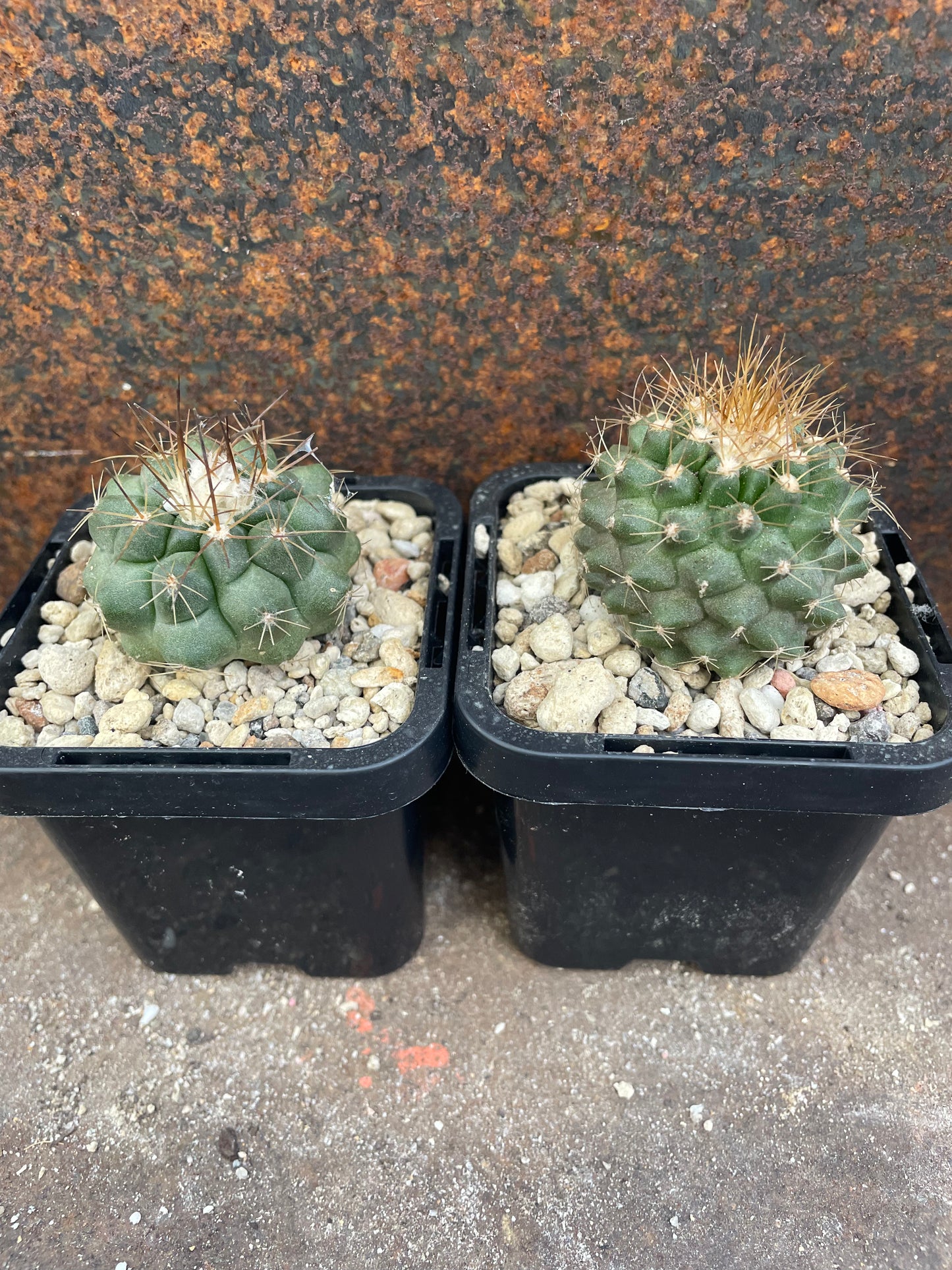 Copiapoa grandiflora