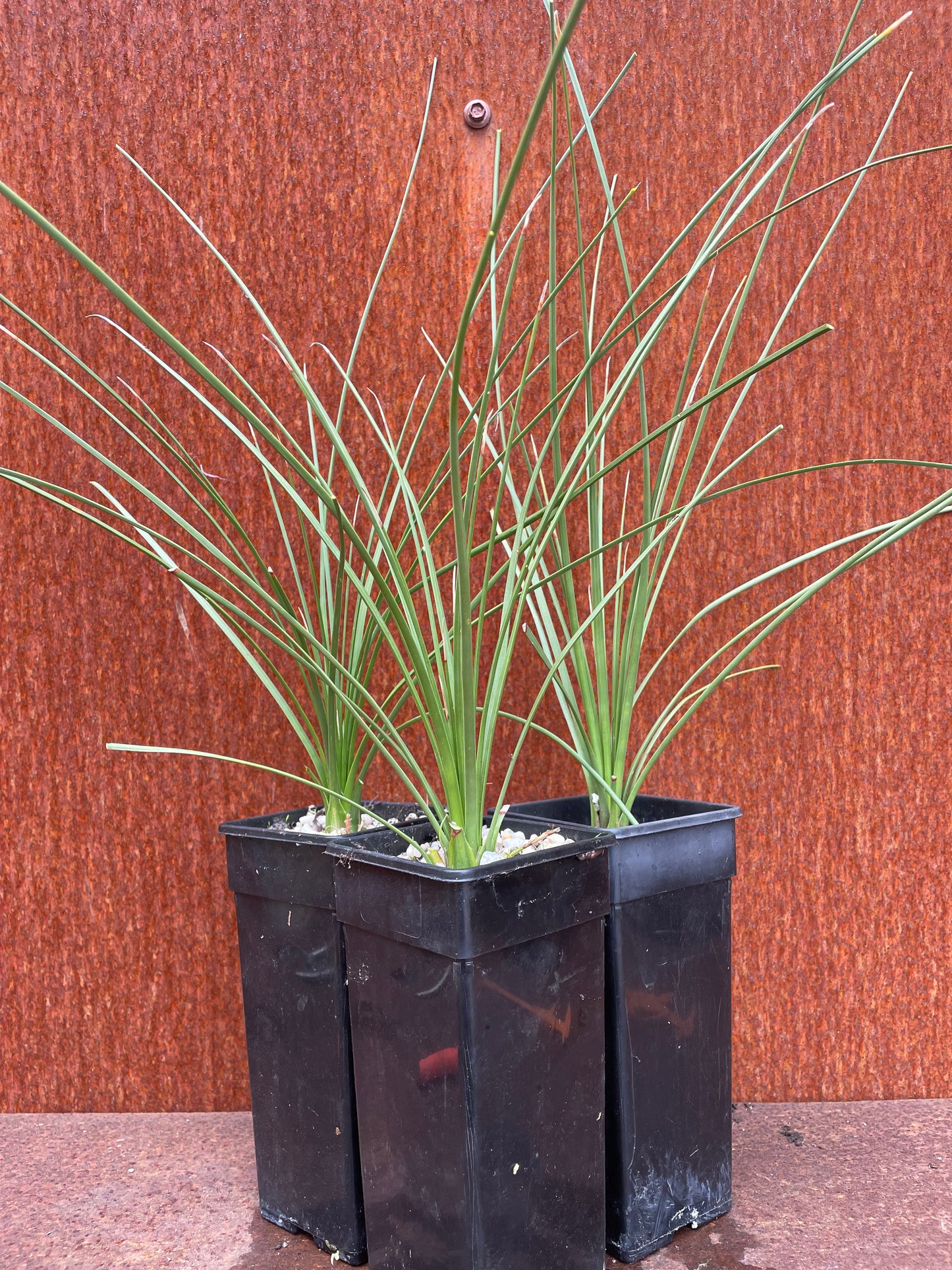 Dasylirion Longissimum