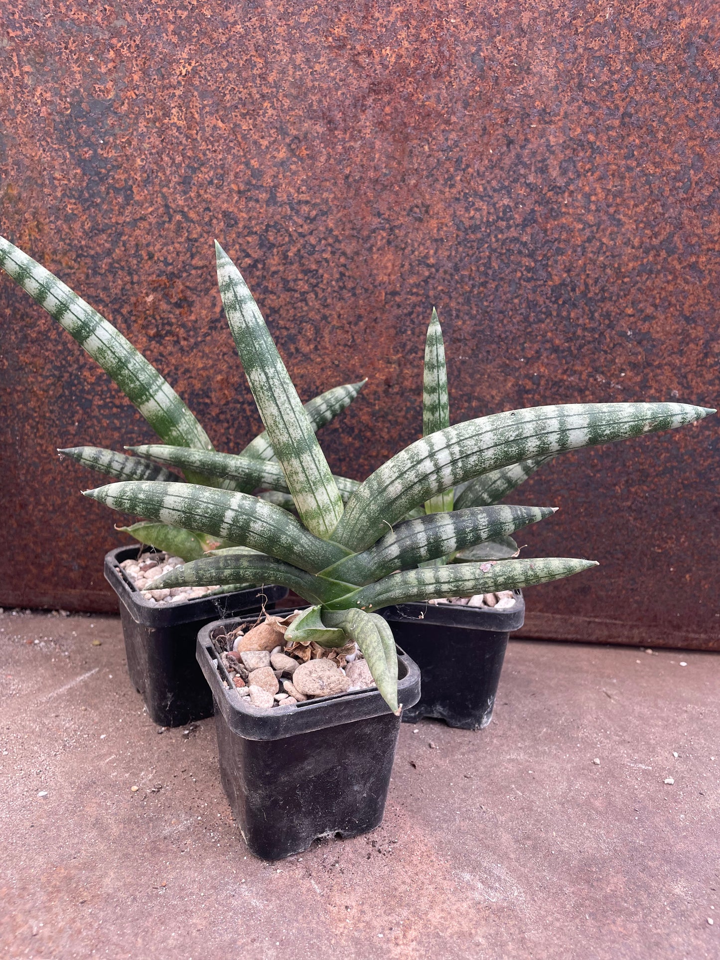 Sansevieria boncel