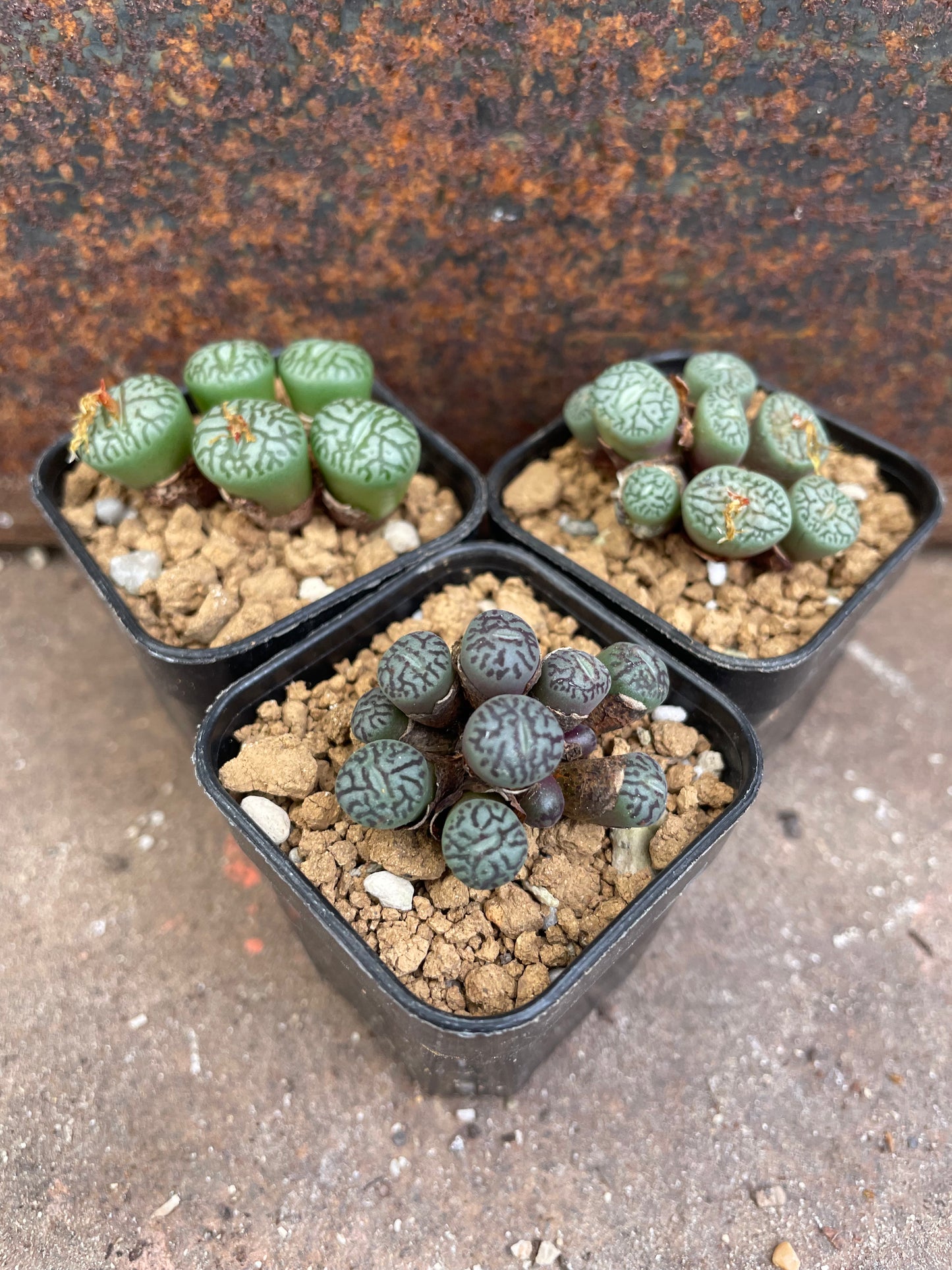 Conophytum wittebergense