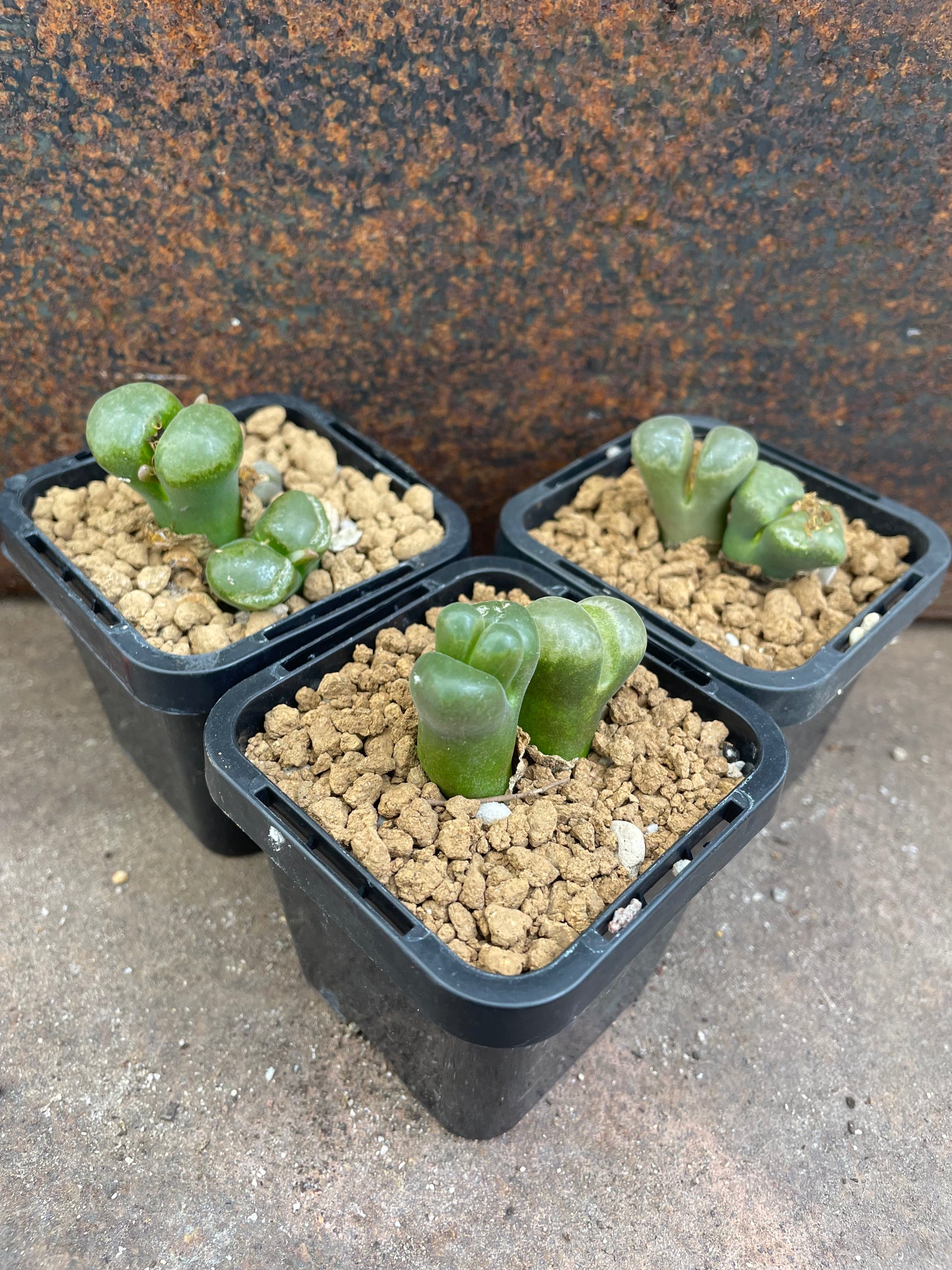 Conophytum friedrichiae