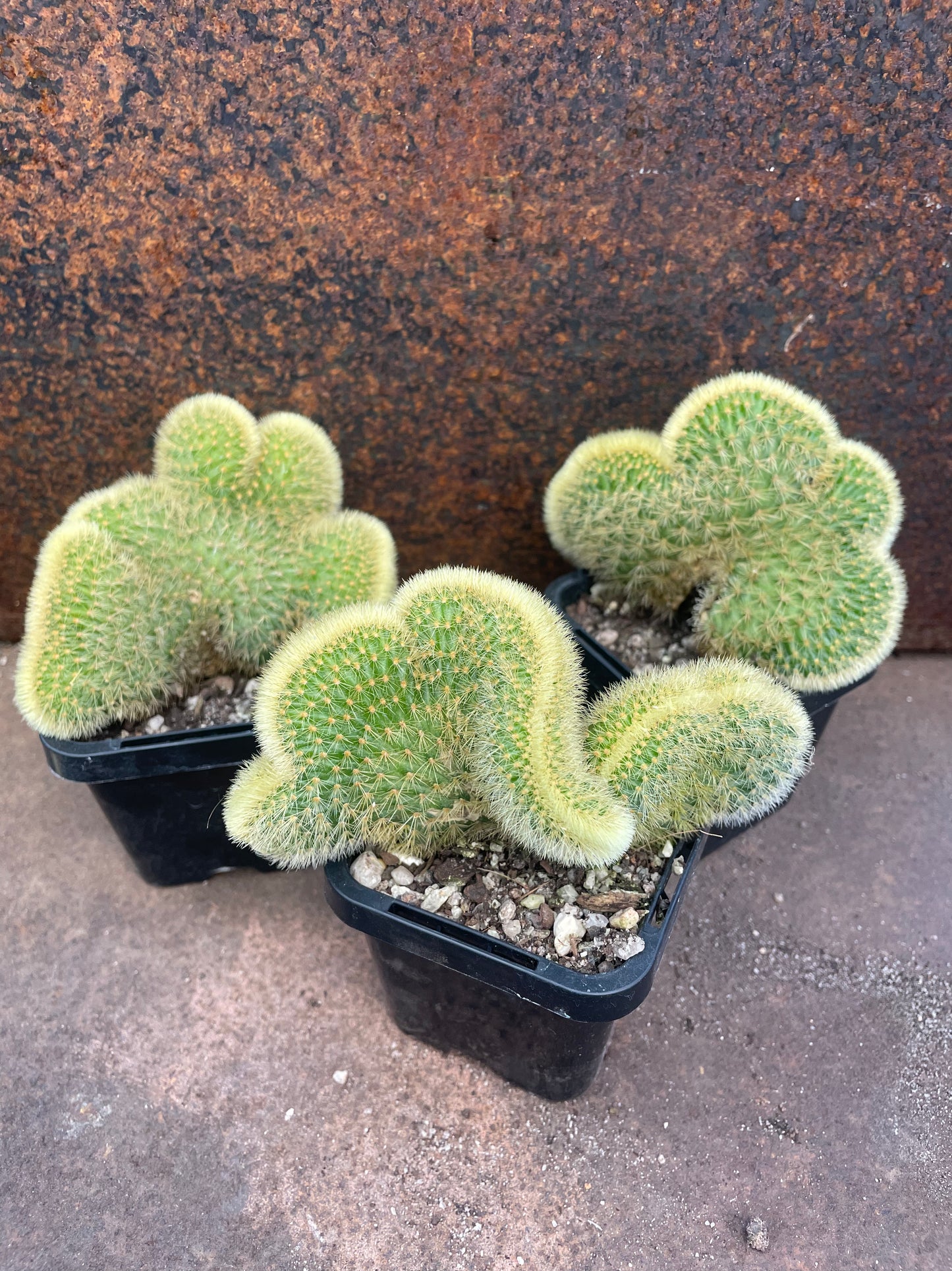 Hildewinteria aureispina 'Cristata'