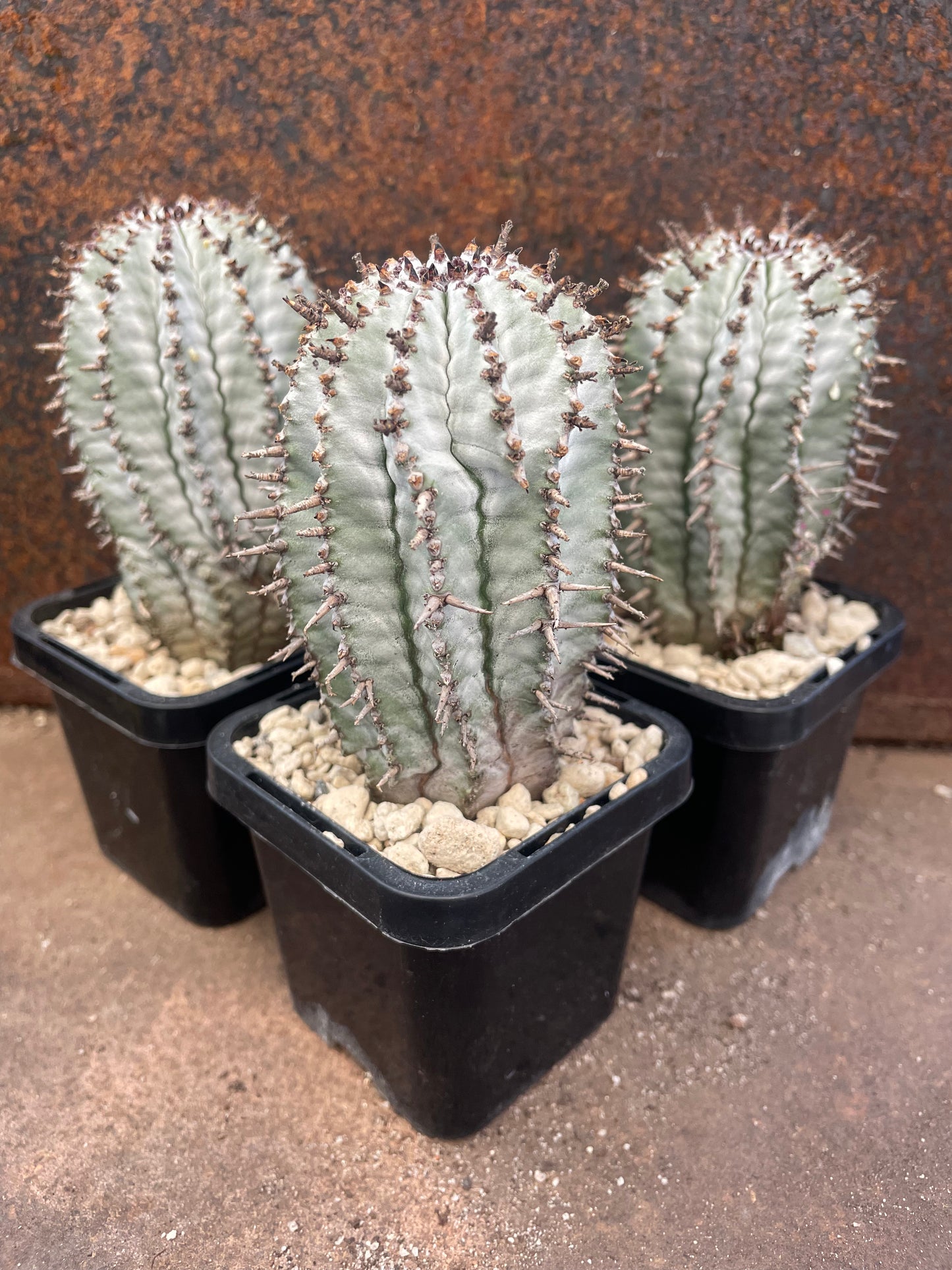 Eu. polygona ‘Zig Zag’
