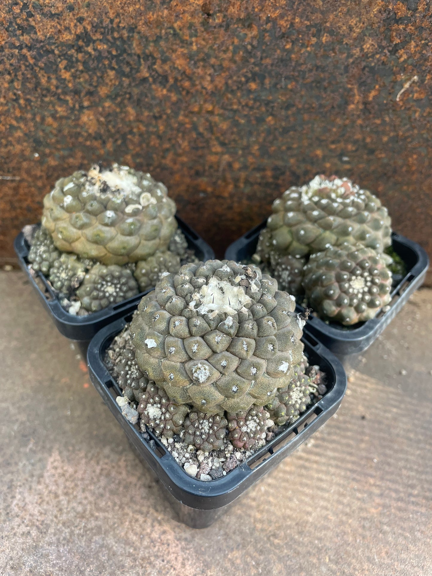 Copiapoa hypogaea
