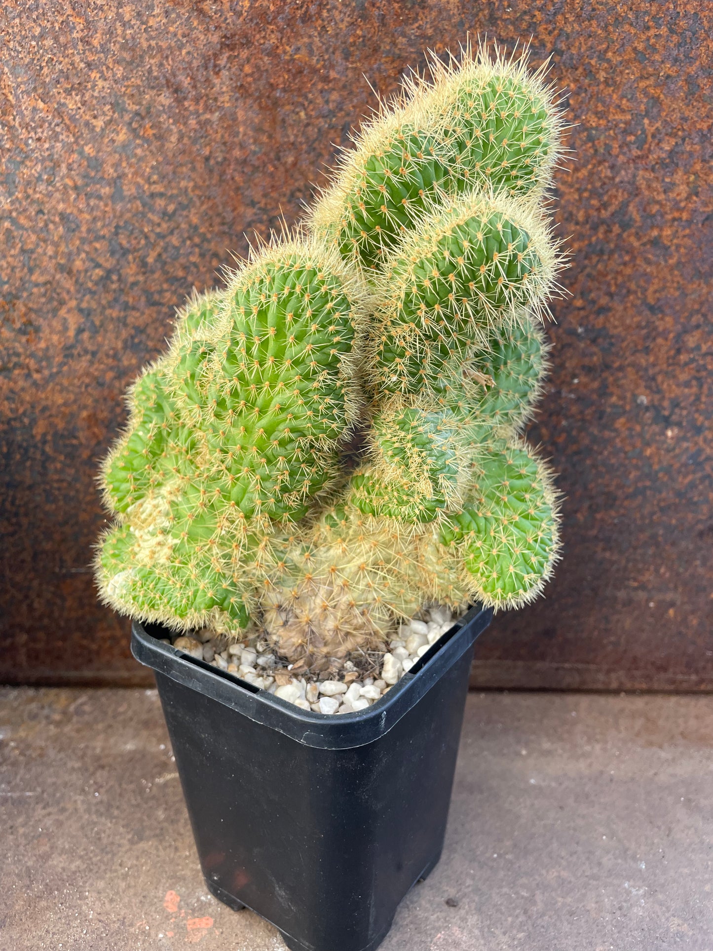 Cleistocactus samaipatamus v crested