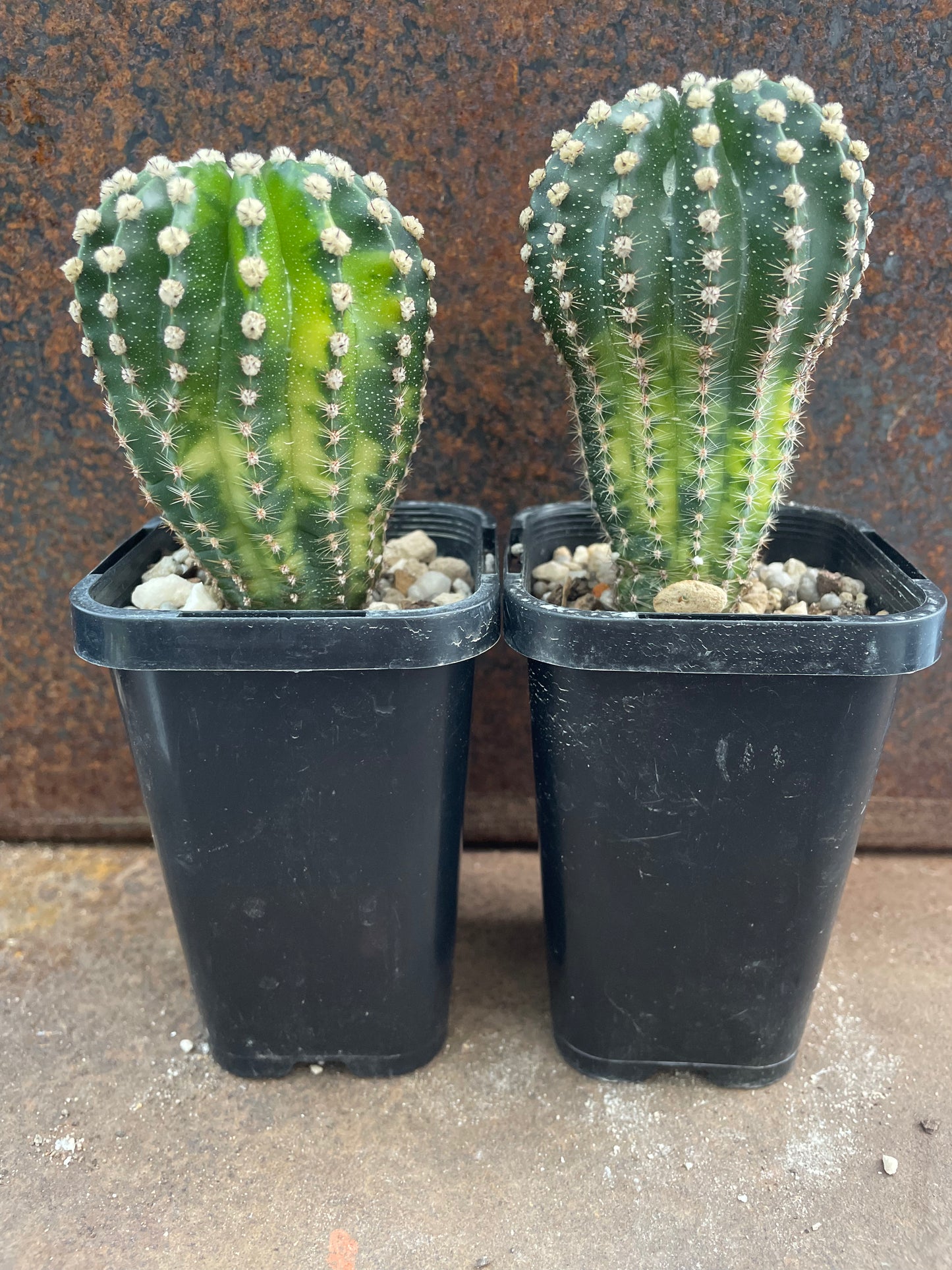 Echinopsis eyriesii variegated