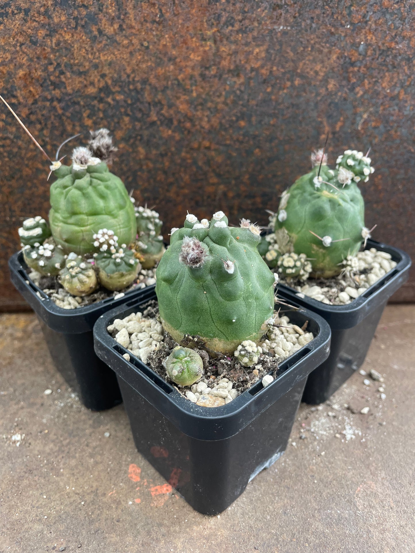 Echinopsis aurea subsp. shaferi f. monstrosa ‘Enigma’