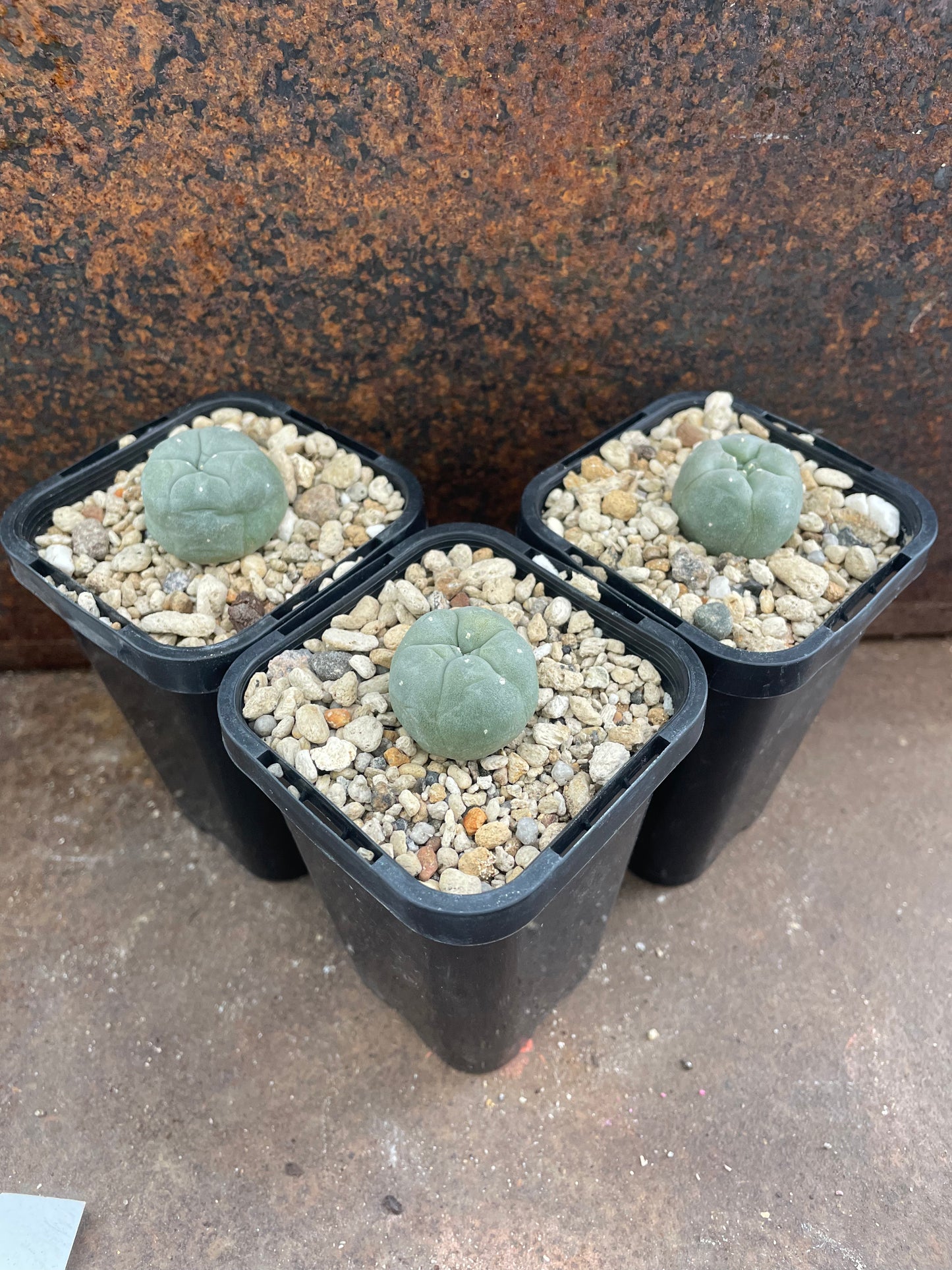 LW south x northern form (seed grown)