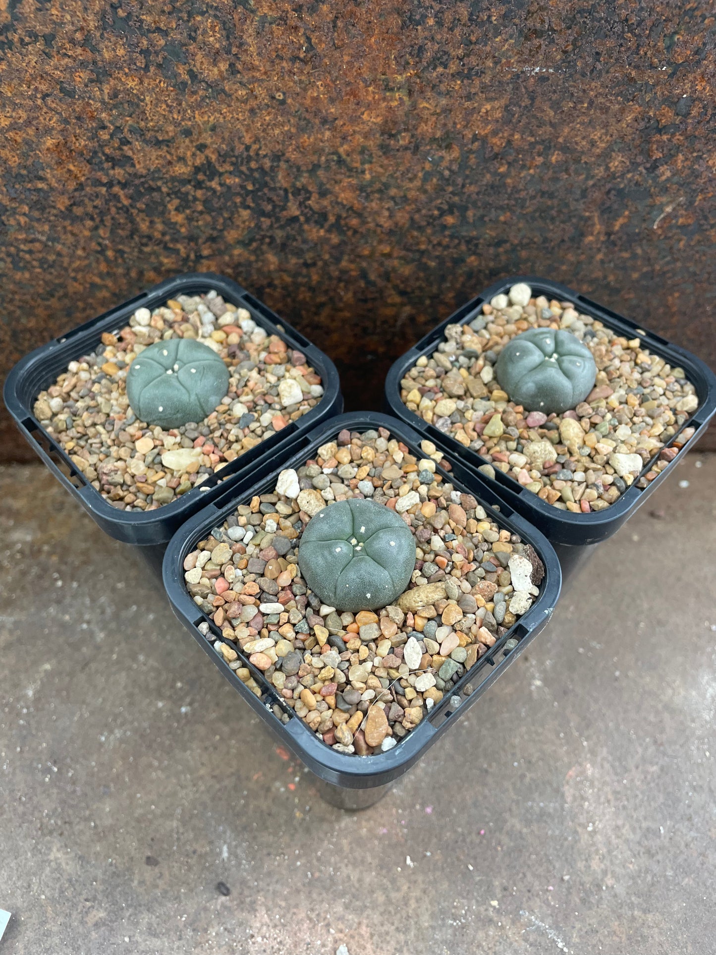 LW rinconda (seed grown)