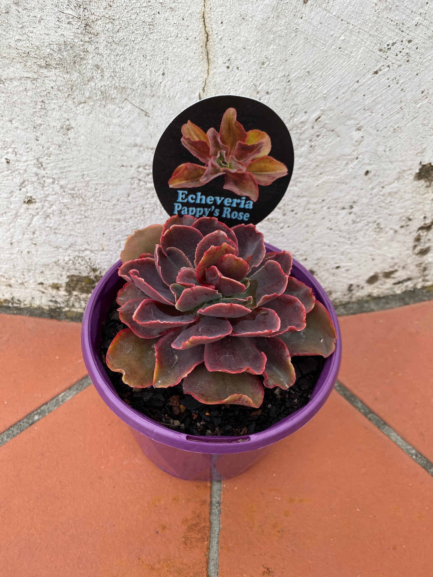 Echeveria Pappy's Rose