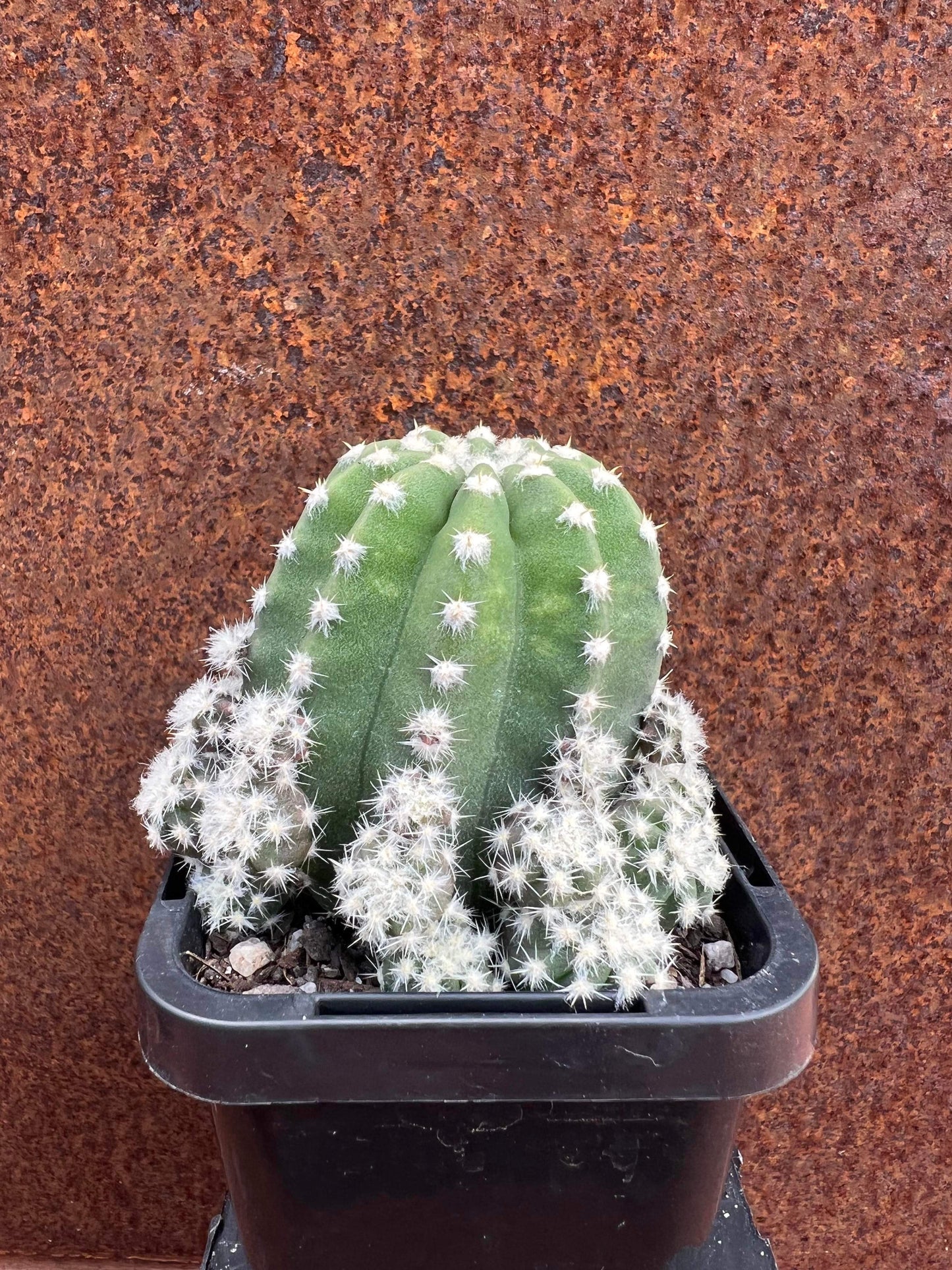 Echinopsis subdenudata var. compacta