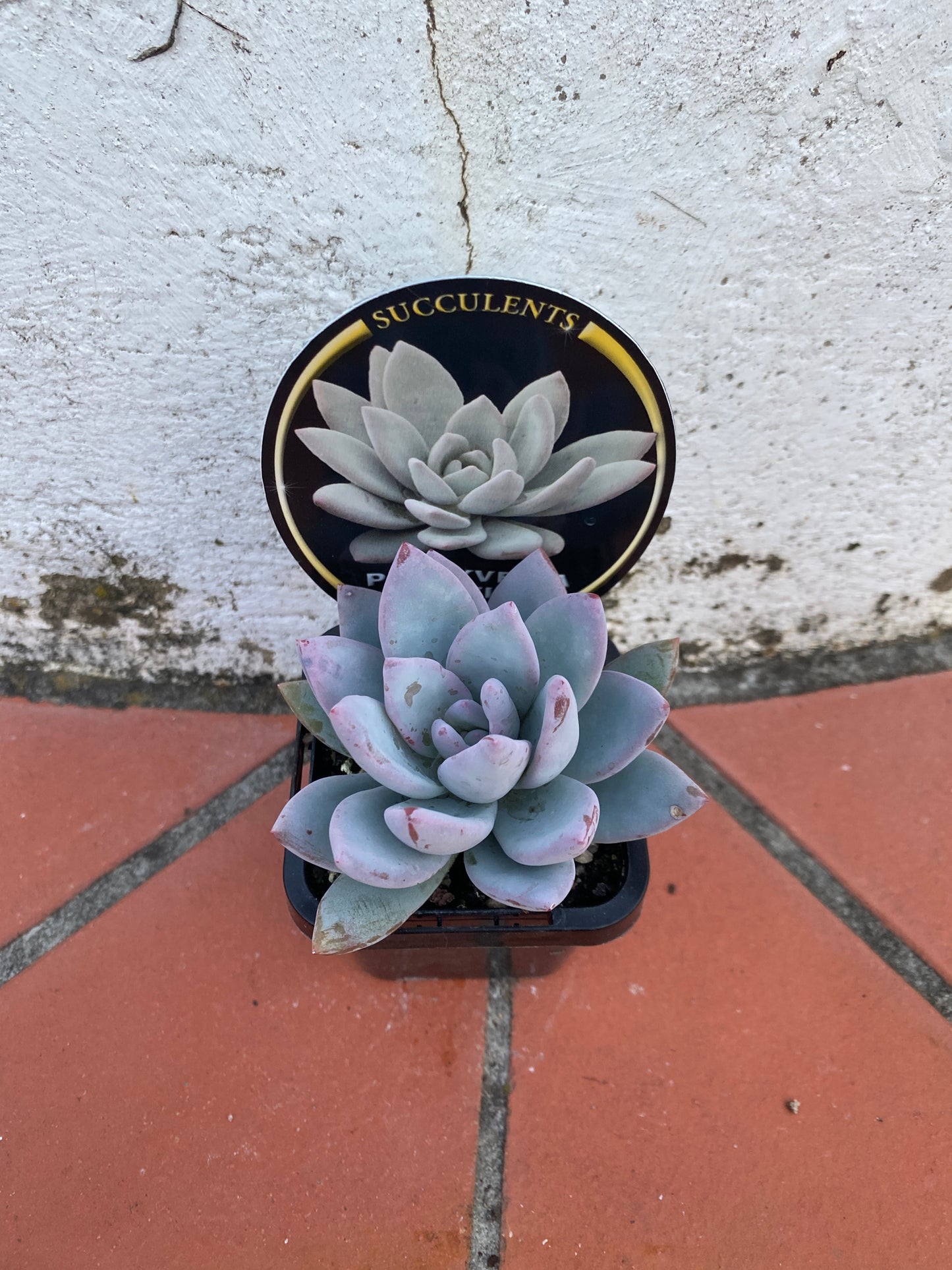 Pachyveria Orpet