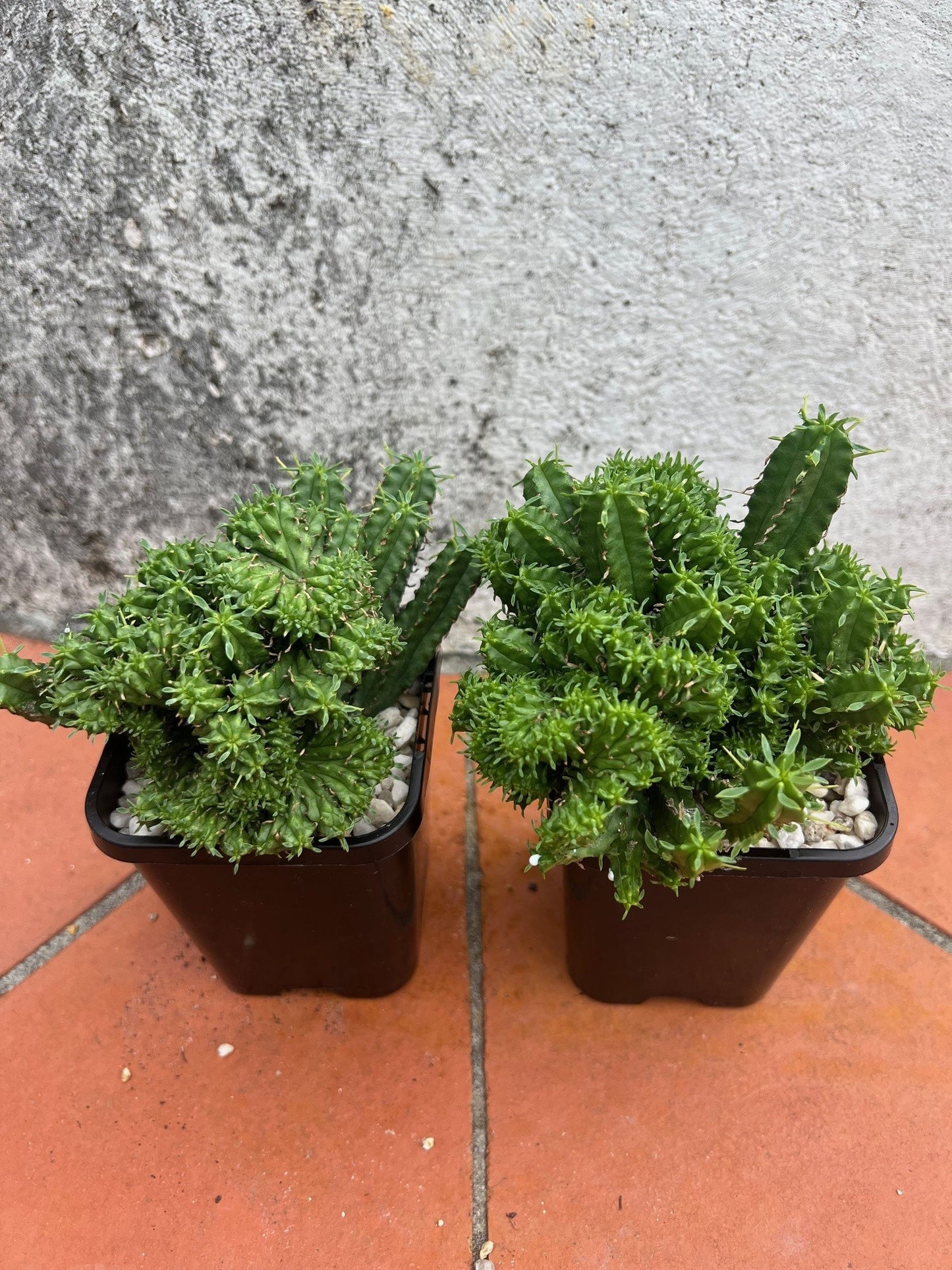 Euphorbia pentagona crest