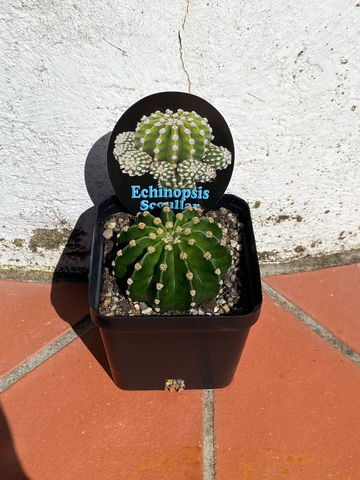 Echinopsis scoullar