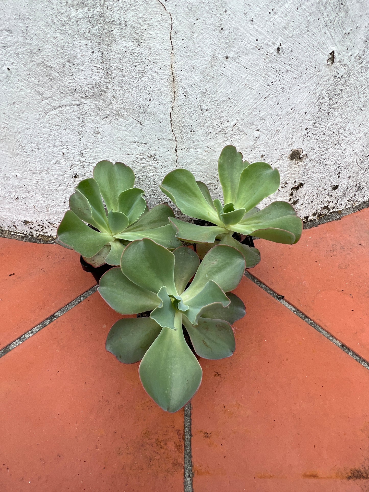 Echeveria Takasago no Okina