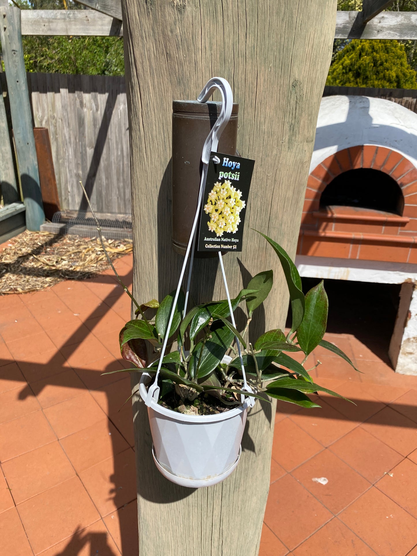 Hoya potsii