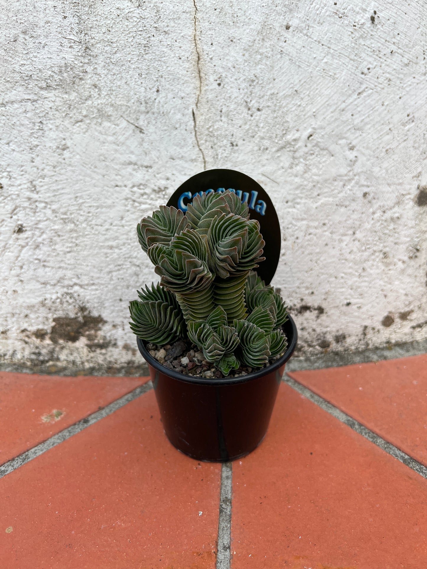 Crassula 'Buddha's Temple'