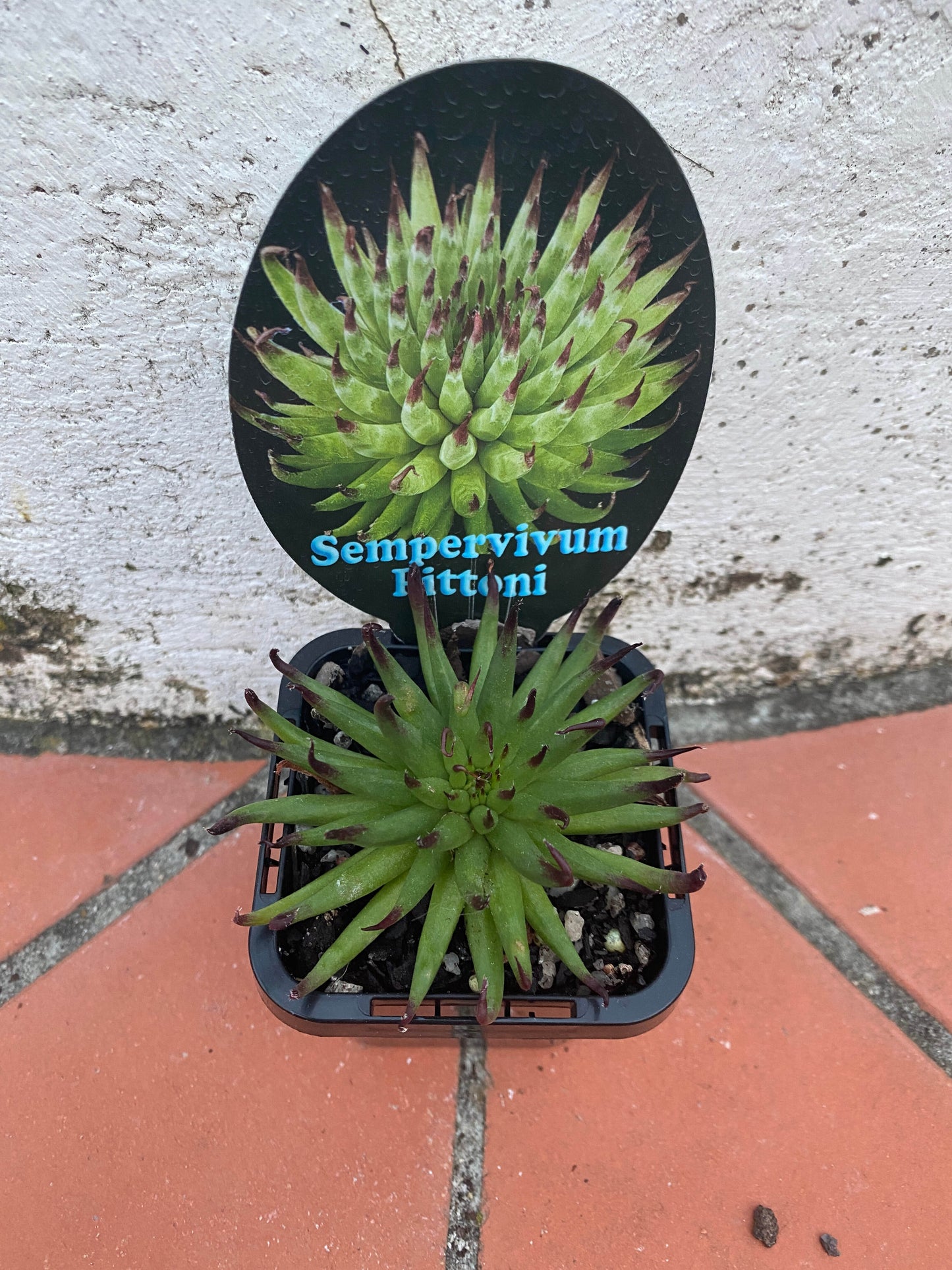 Sempervivum Pittoni