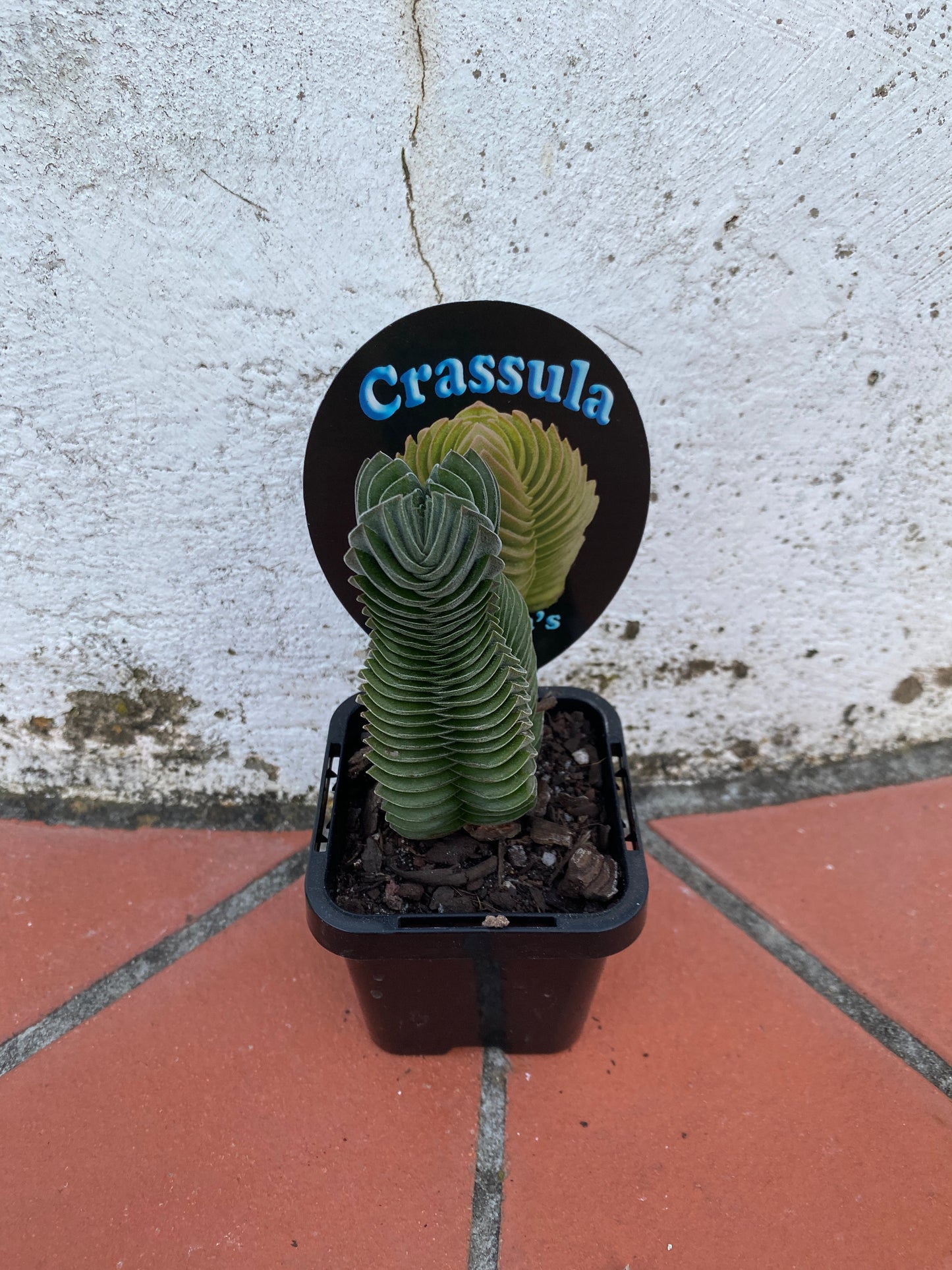 Crassula 'Buddha's Temple'