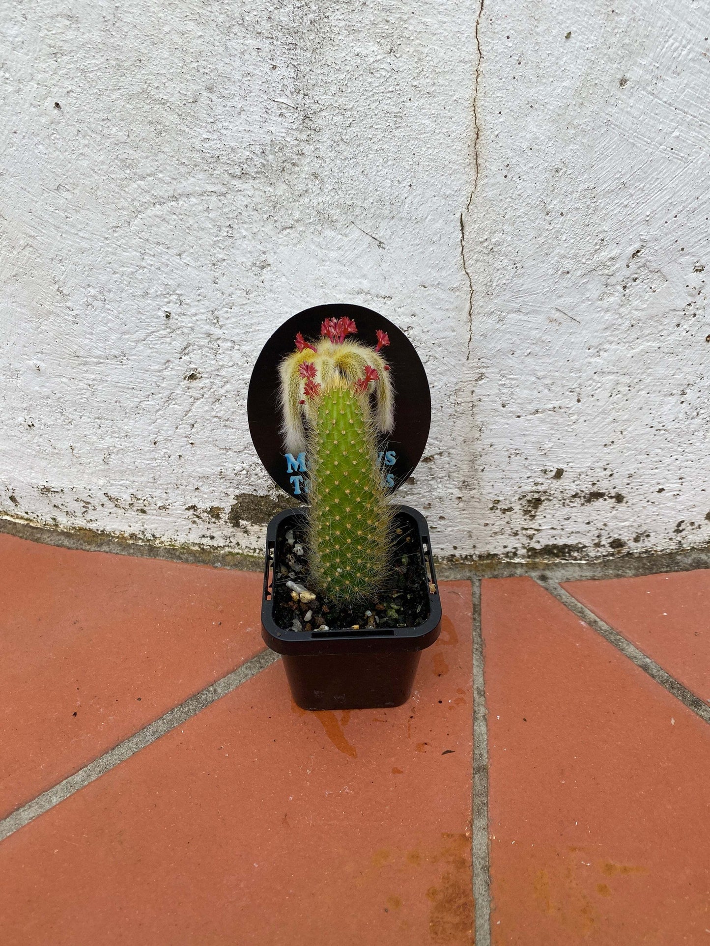 Monkey Tail Cactus "Cleistocactus/Hildewintera colademononis"