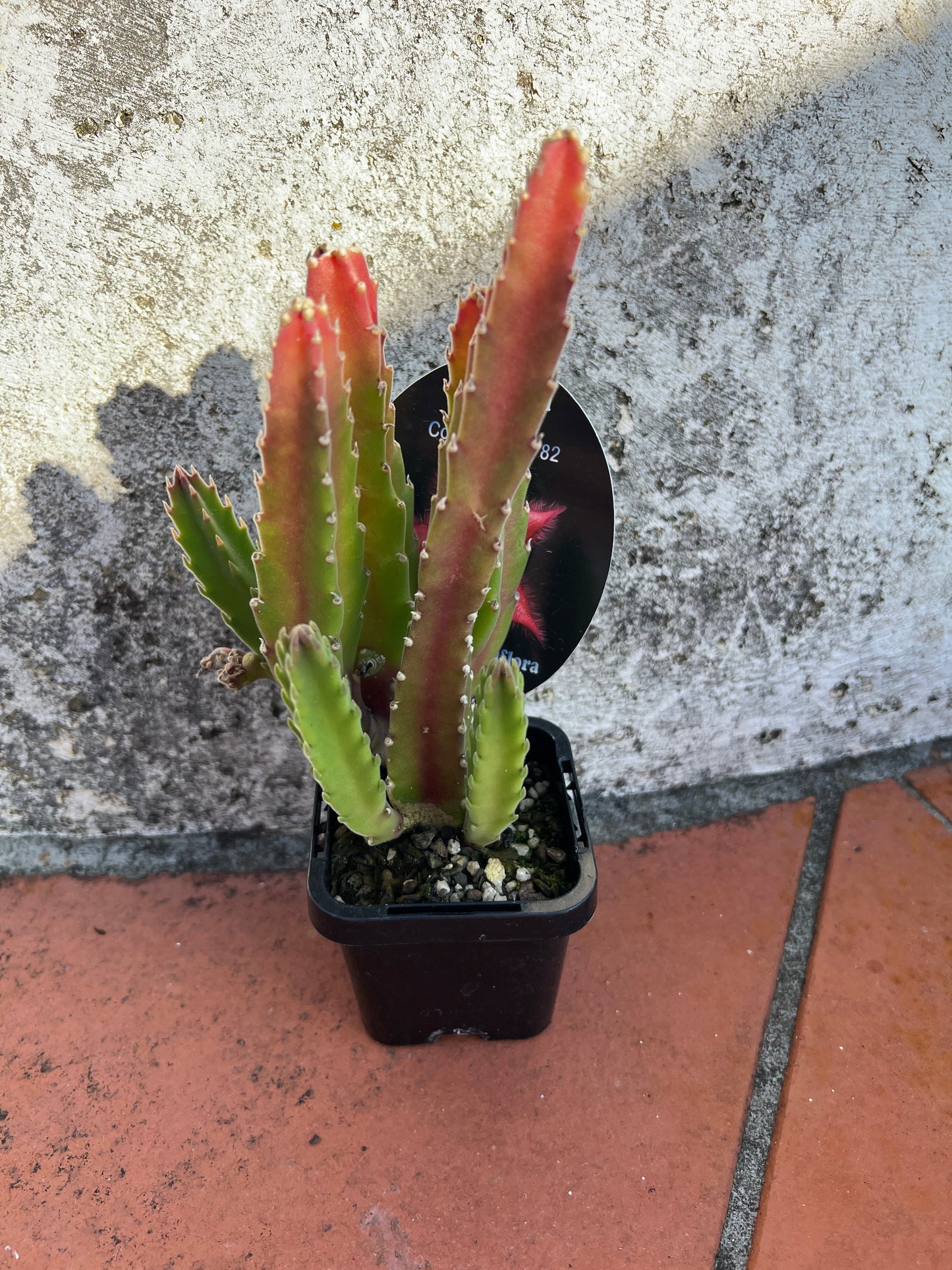 Stapelia grandiflora