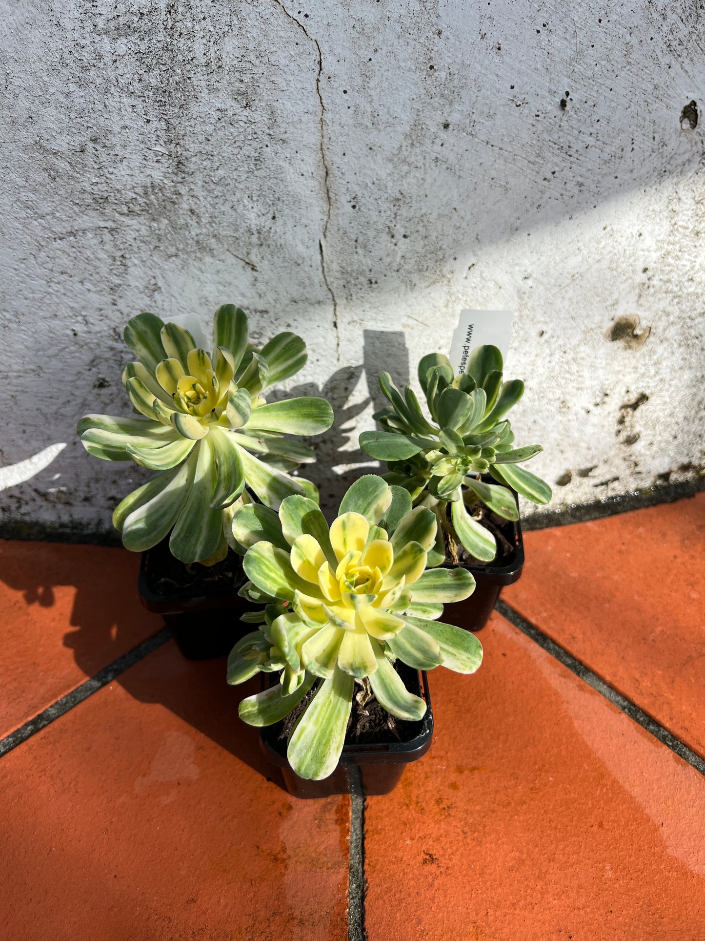 Aeonium 'Abbey Brooks'