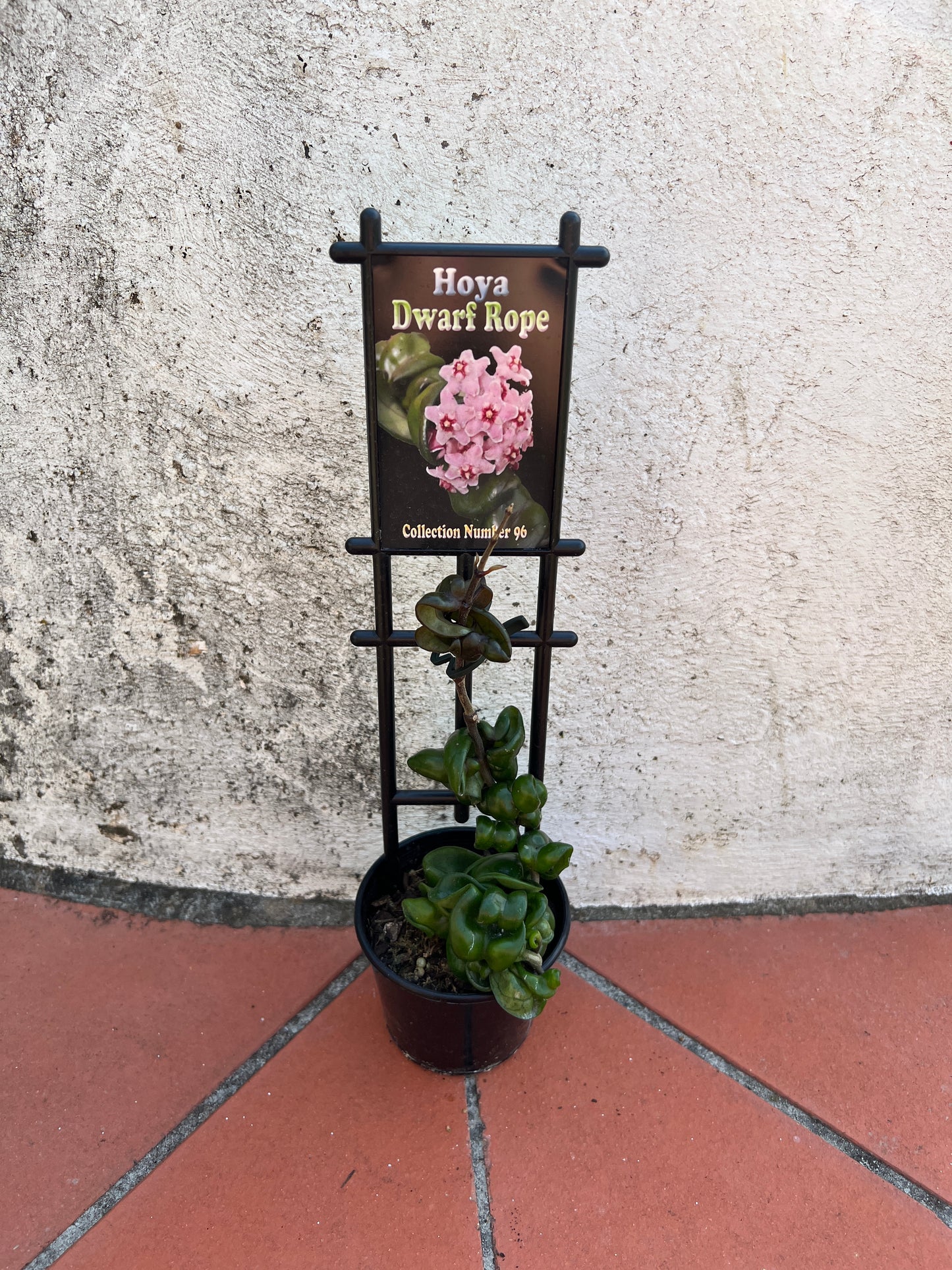 Hoya Dwarf Rope