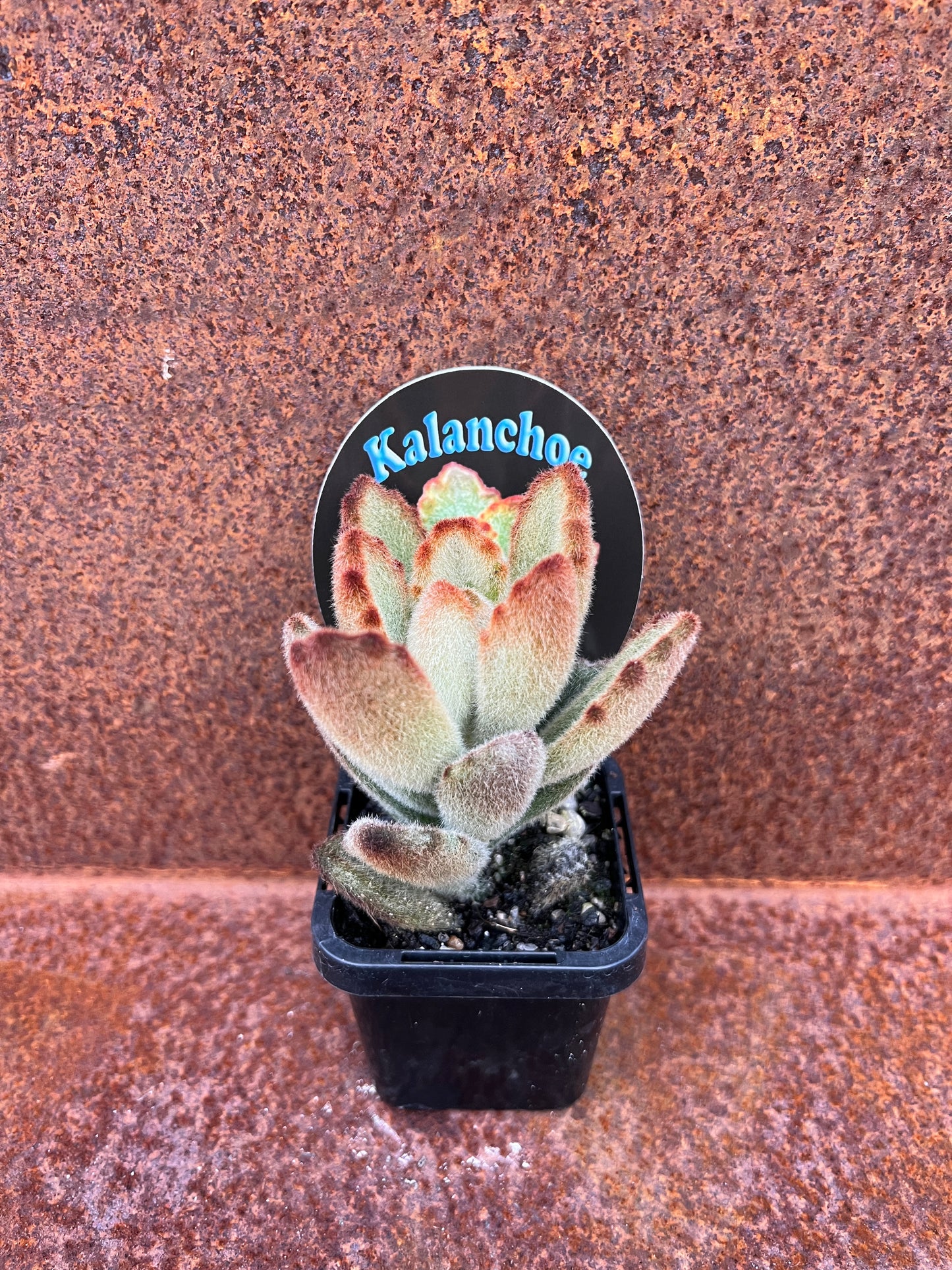 Kalanchoe tomentosa 'Teddy Bear'