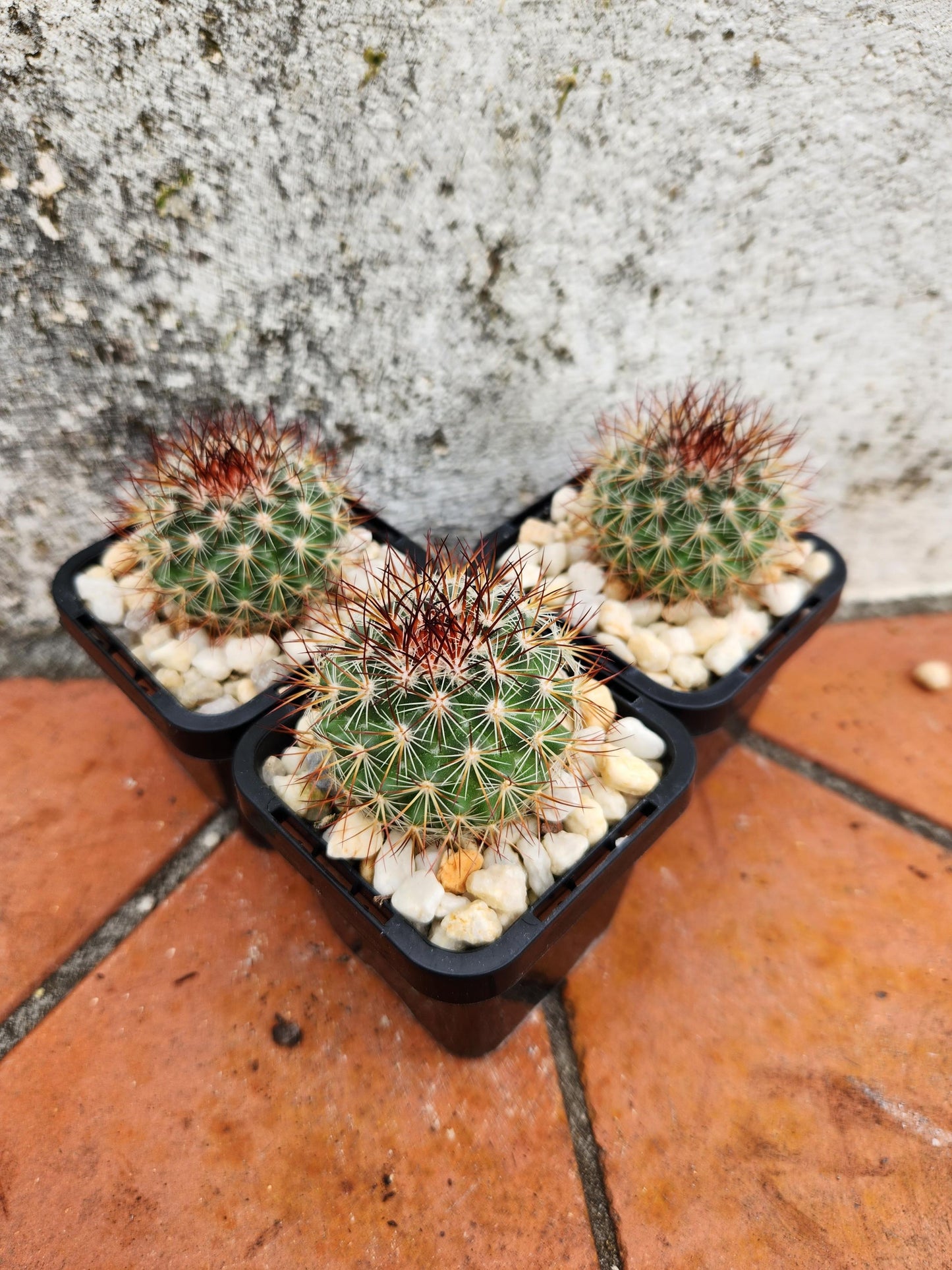 Mammillaria Fera-Rubra