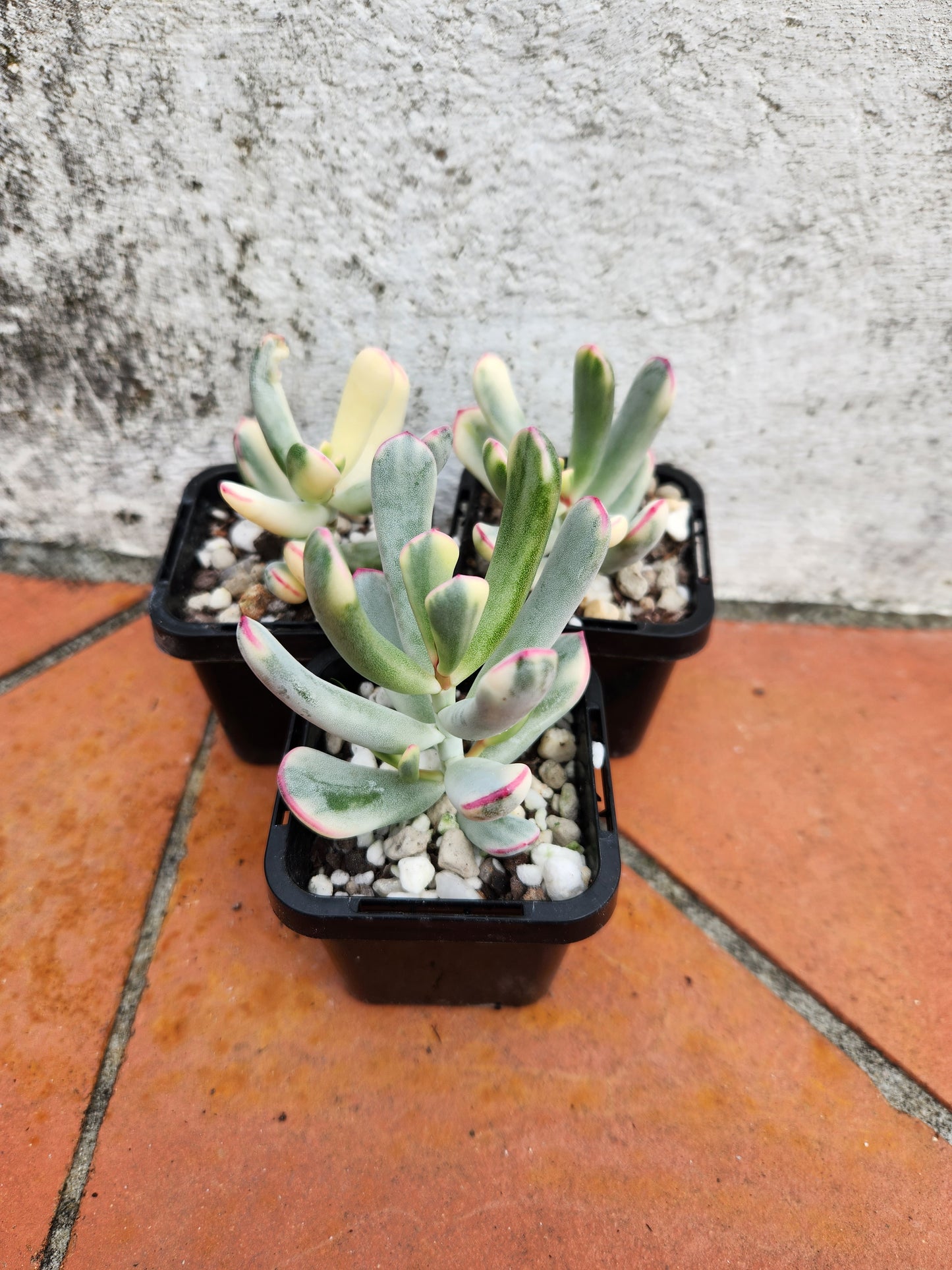 Cotyledon orbiculata variegata