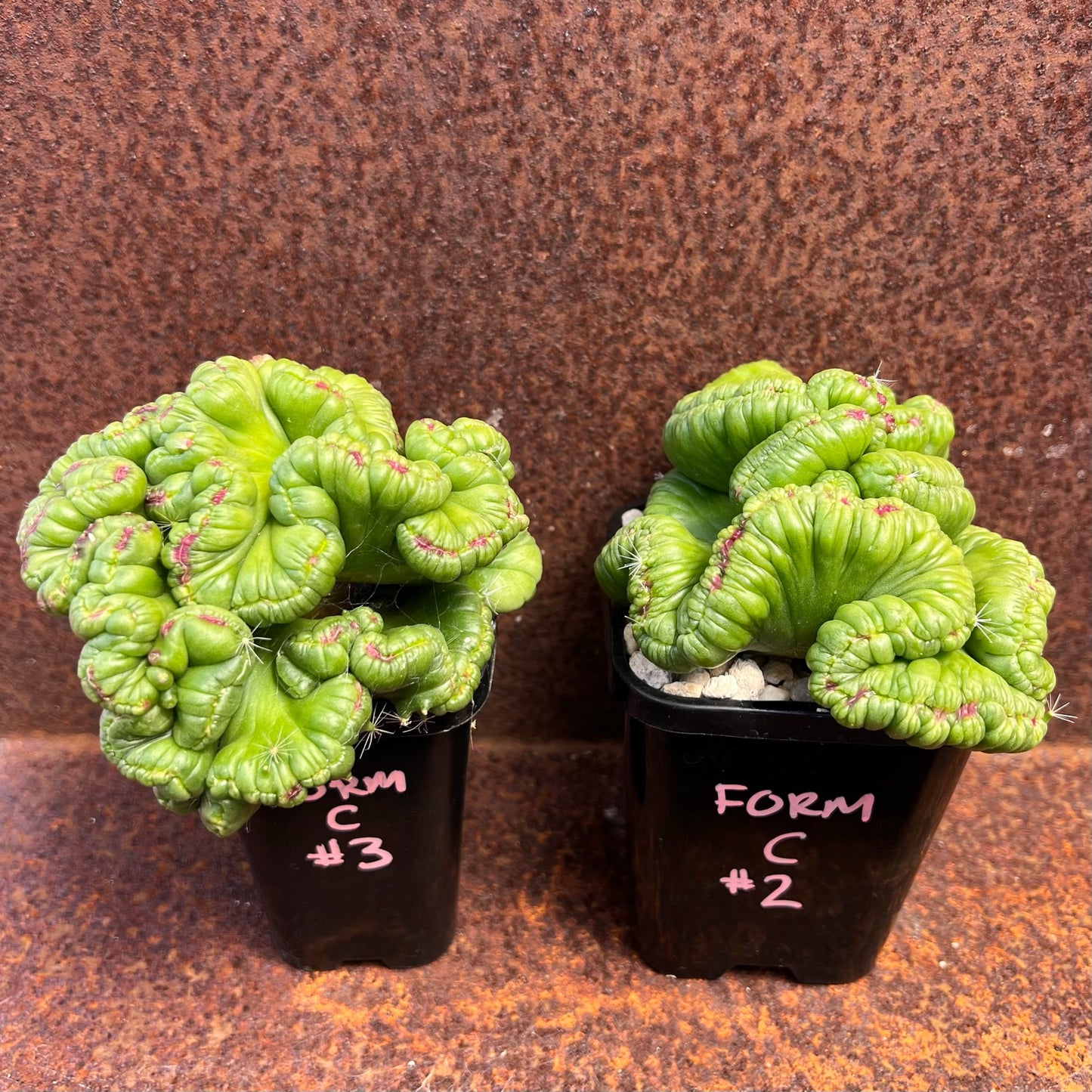 Mammillaria Monstrose Fred - Form C