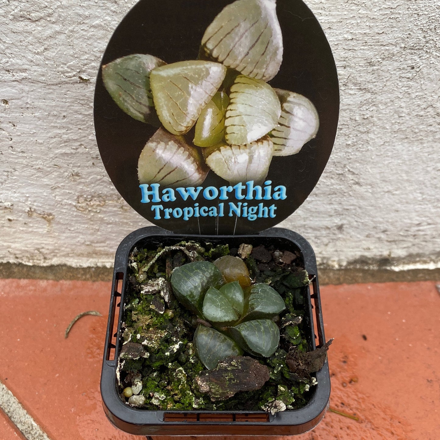 Haworthia Tropical Night