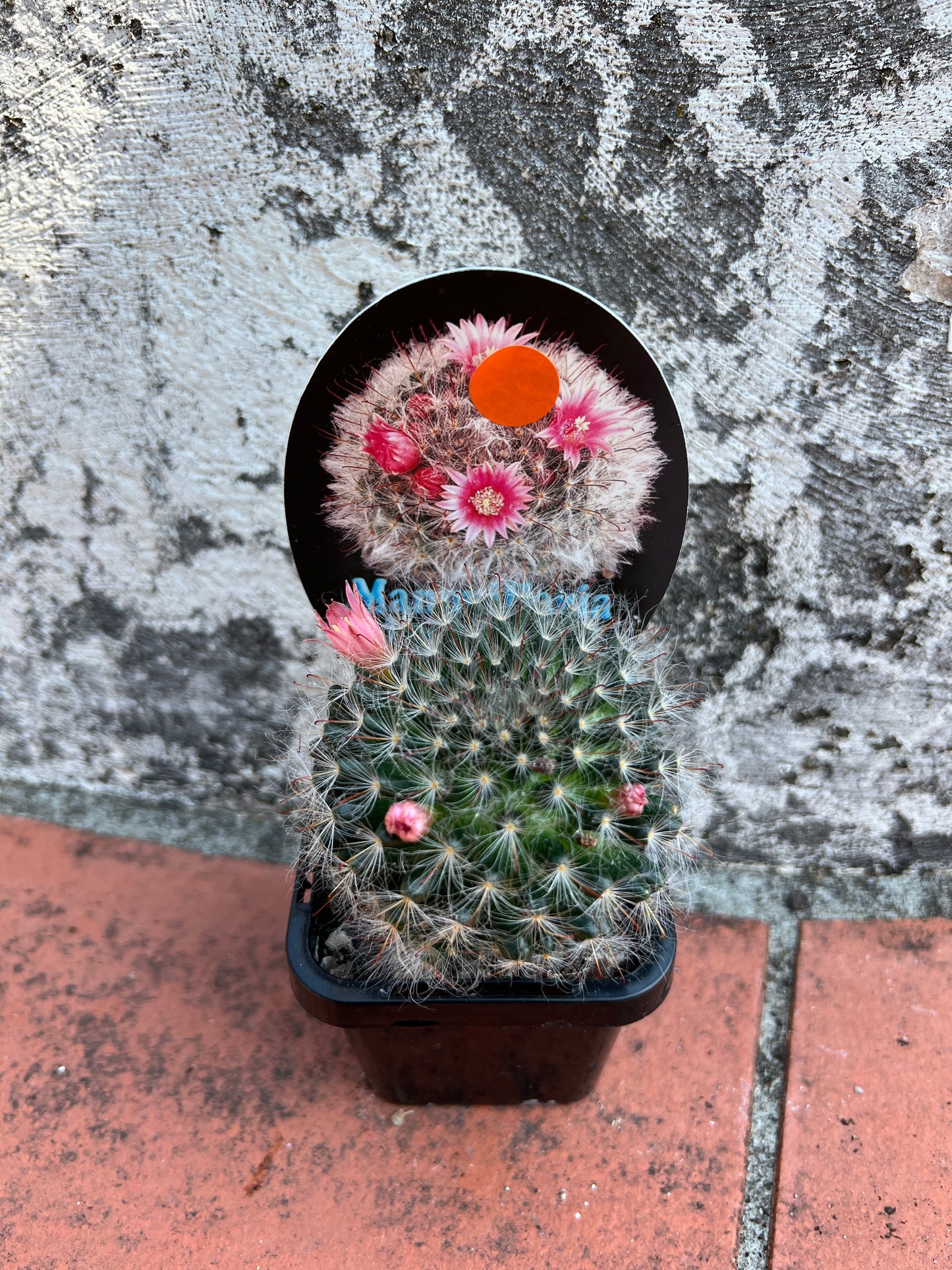 Mammillaria bocosana v roseaflora
